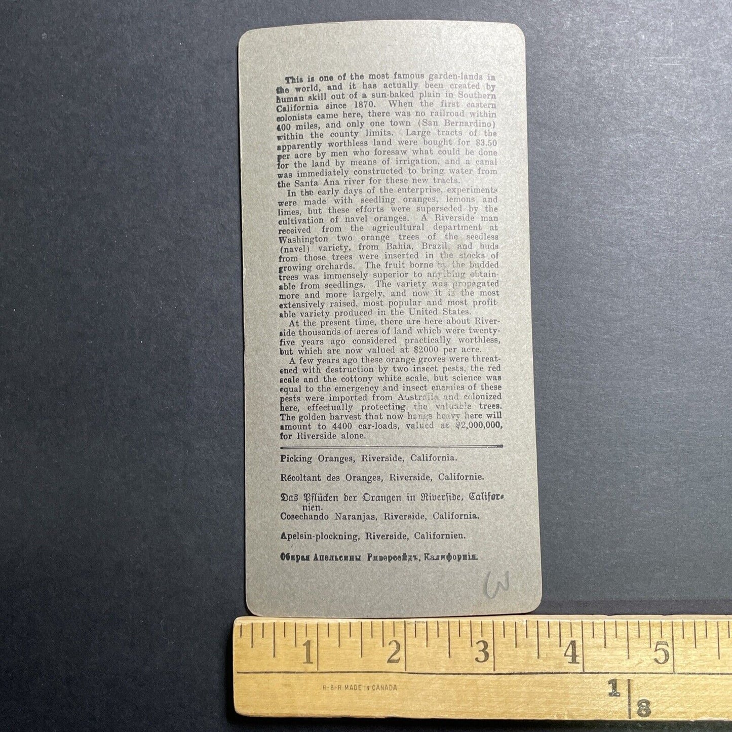 Antique 1905 Picking Oranges Riverside California Stereoview Photo Card P1317