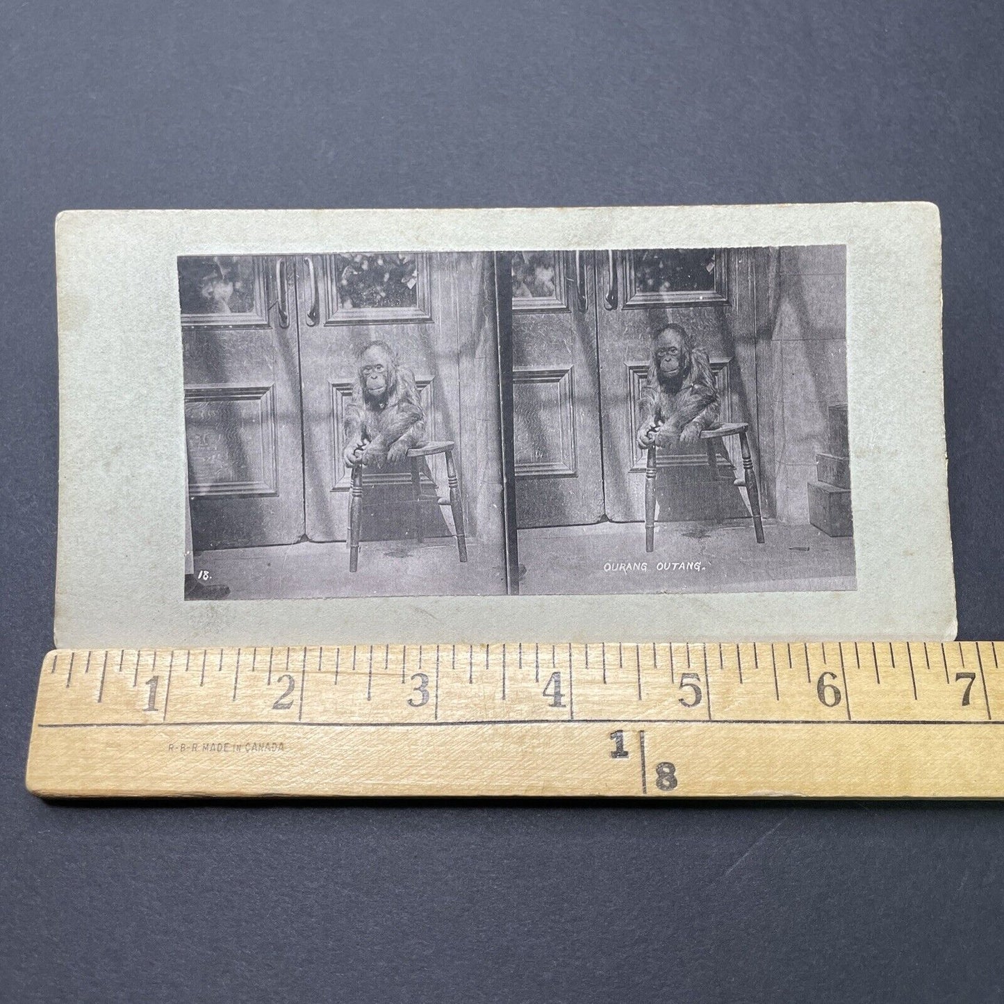 Antique 1880s Baby Orangutan At The London Zoo Stereoview Photo Card P1681