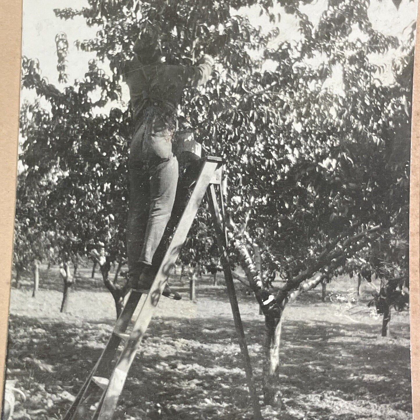 Cherry Orchard in Niagara Ontario Canada Stereoview OOAK Antique c1913 Y2731