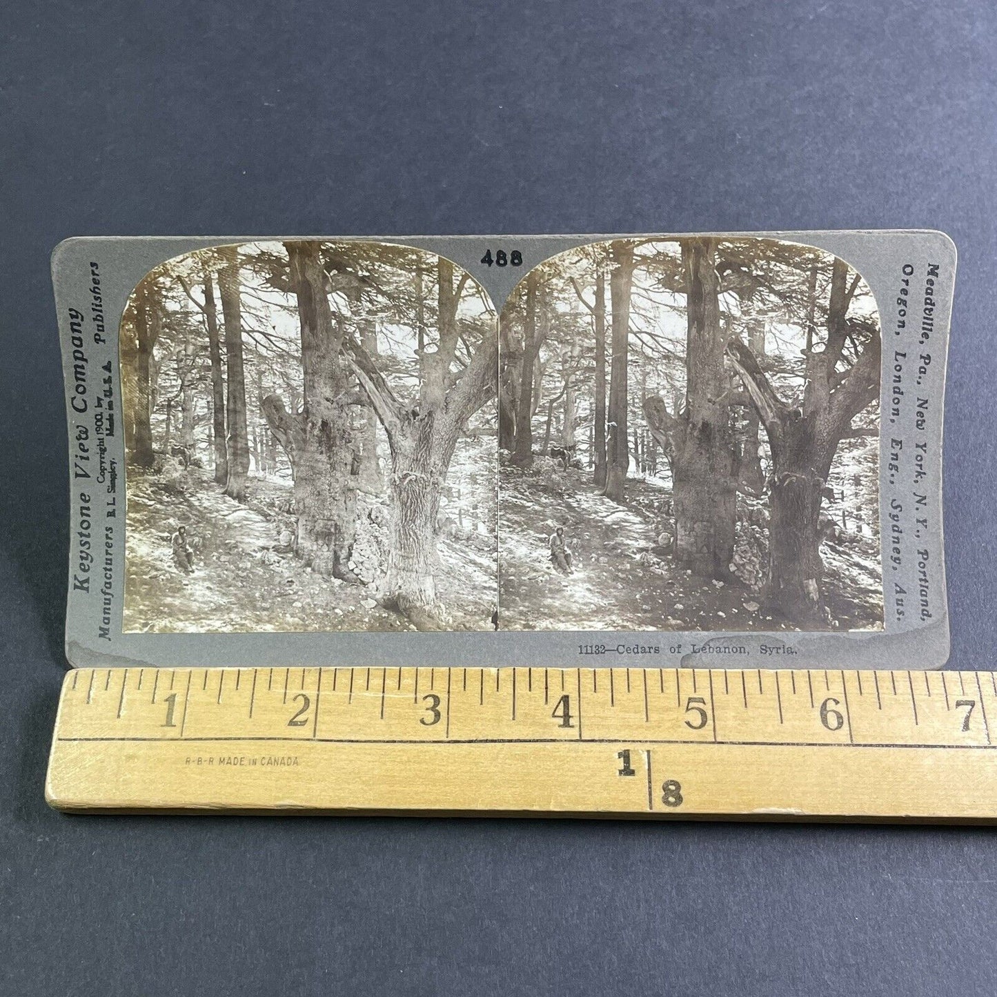 Antique 1900 Giant Cedar Trees Near Beirut Lebanon Stereoview Photo Card P2225