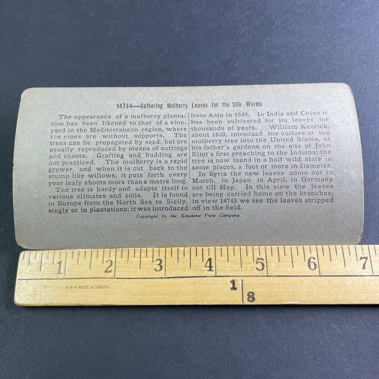 Antique 1904 Mulberry Leaf Harvest In Japan Stereoview Photo Card P2207