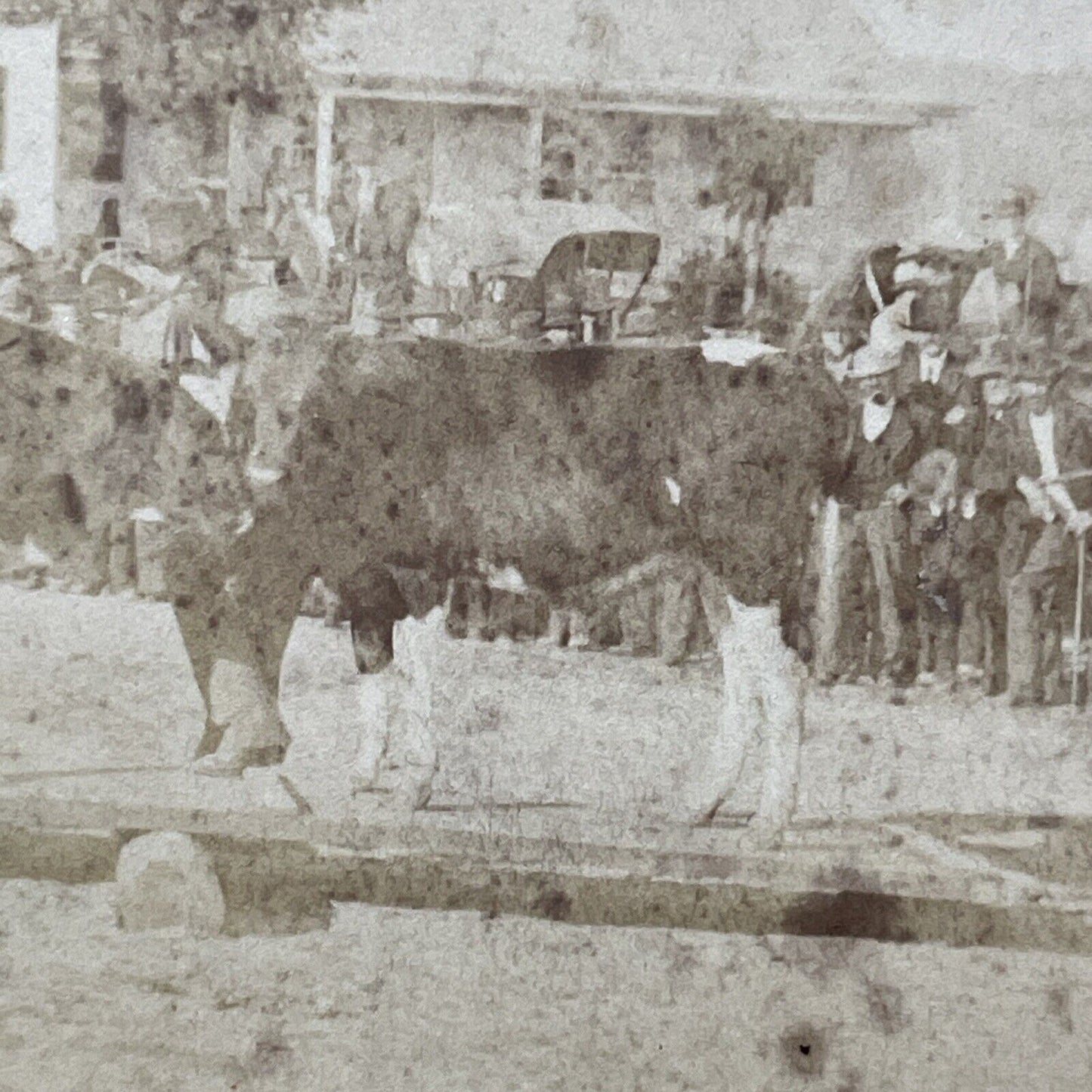Antique 1878 'Cow Balancing' Marlow Town Fair NH Stereoview Photo Card V2100