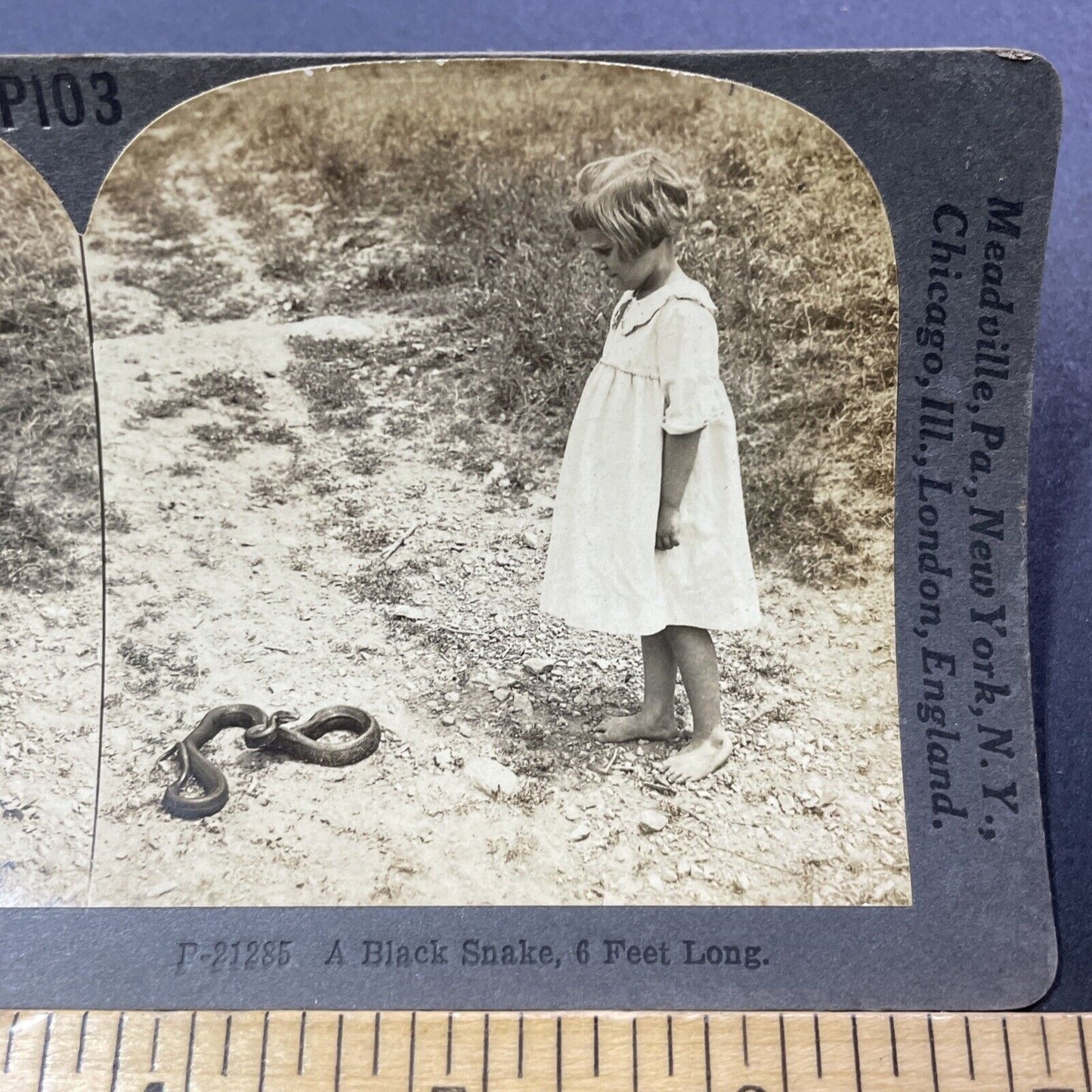Antique 1909 Rat Snake Prepares To Bite Girl Stereoview Photo Card V3316