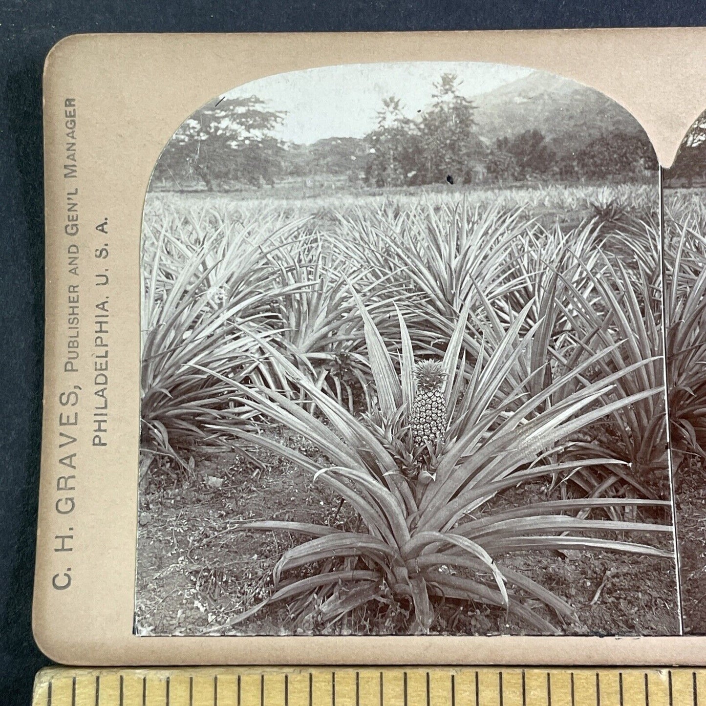 Pineapple Plantation In Jamaica Stereoview CH Graves Antique c1898 X3175
