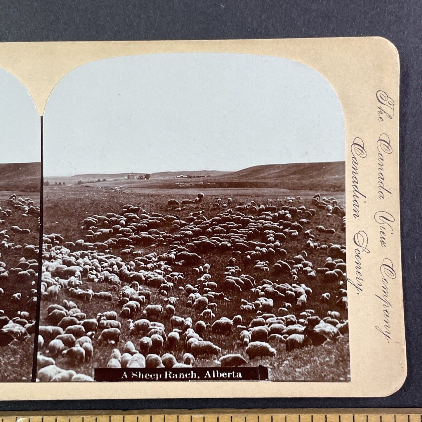 Sheep Ranch in Central Alberta Canada Stereoview CPR Rail Views c1899 Y2115