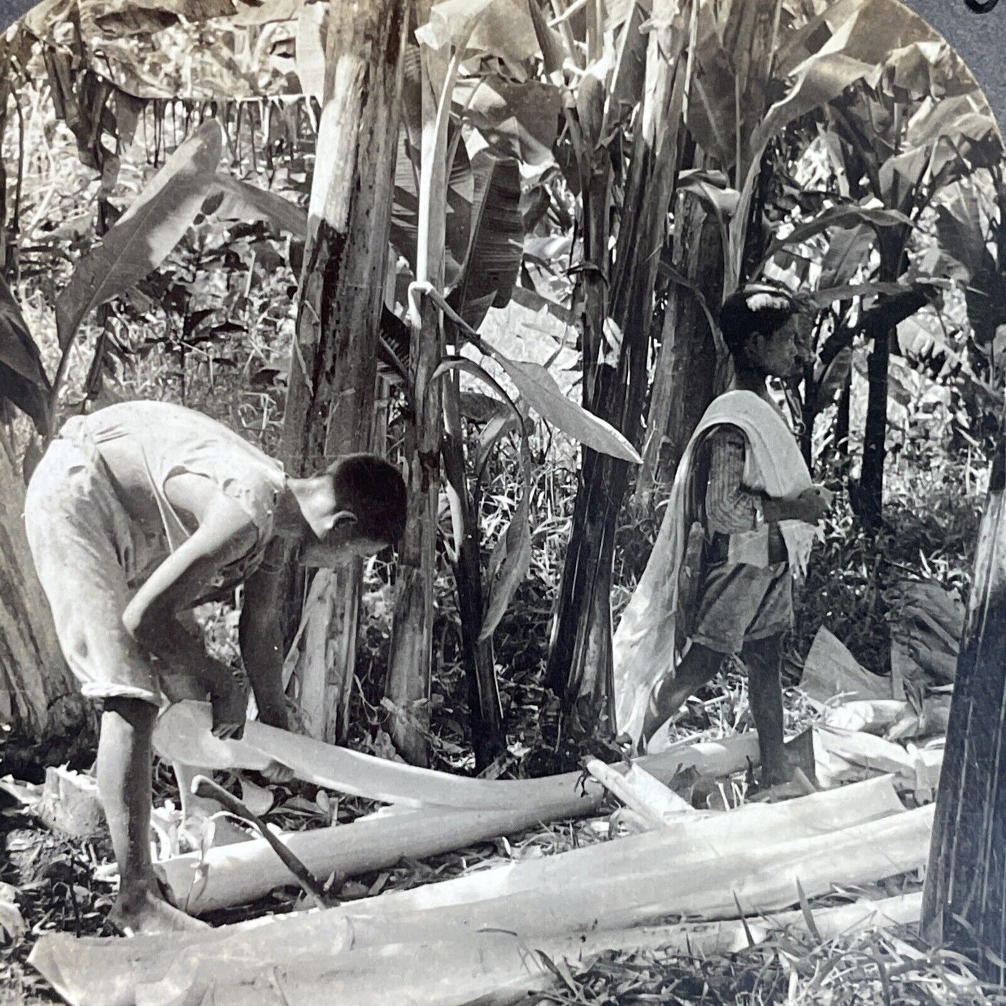 Antique 1920 Stripping Palm Trees Manila Philippines Stereoview Photo Card P3626