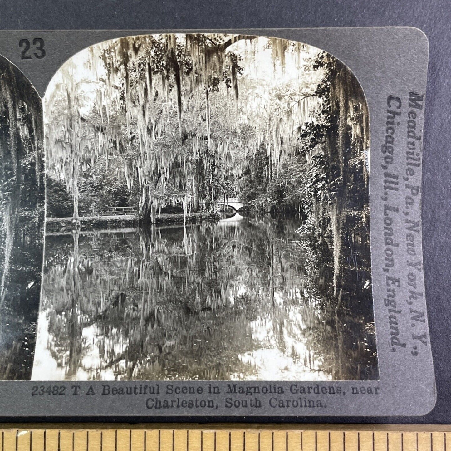 Magnolia Gardens Charleston South Carolina Stereoview Antique c1910s Y1161