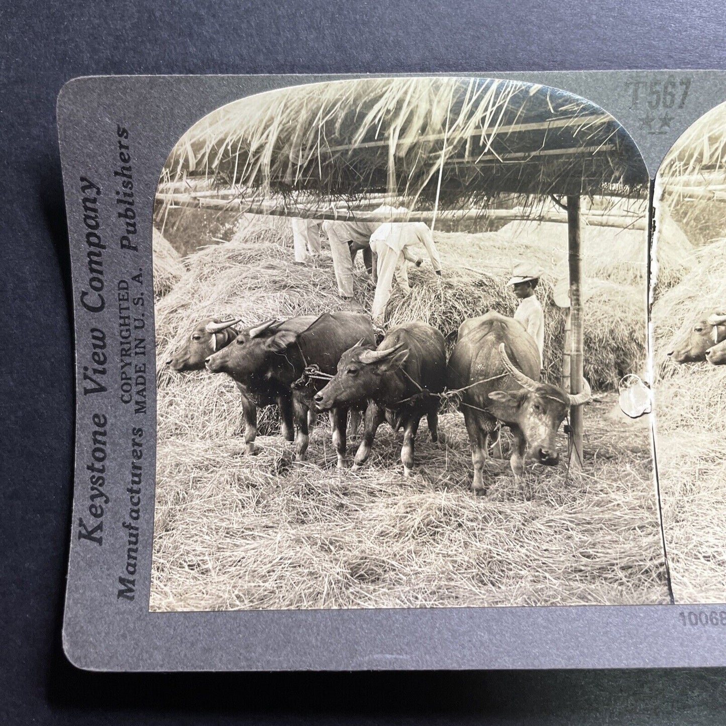 Antique 1906 Rice Farming Pagsanjan Philippines Stereoview Photo Card P1470