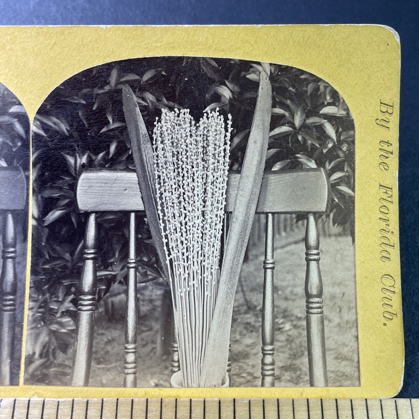 Antique 1870s Date Palm Blossom St. Augustine FL Stereoview Photo Card P3392