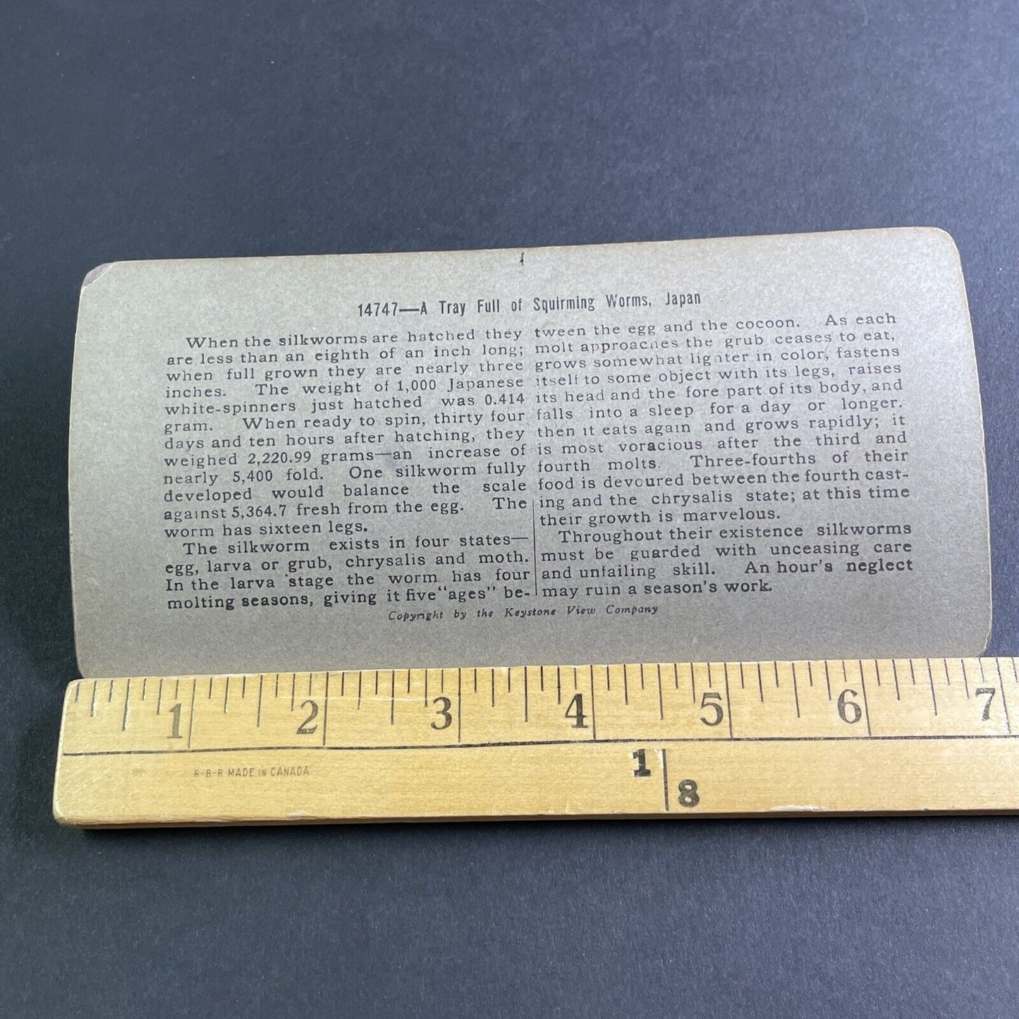 Antique 1904 Squirming Silk Worms In Japan Stereoview Photo Card P2169