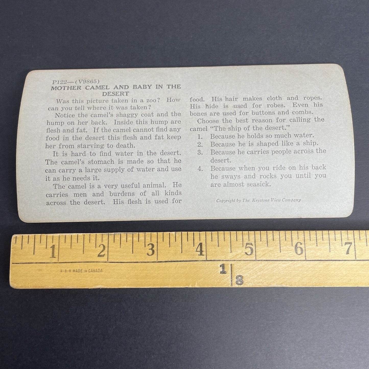 Antique 1912 Baby Camel Milking It's Mother Stereoview Photo Card PC772