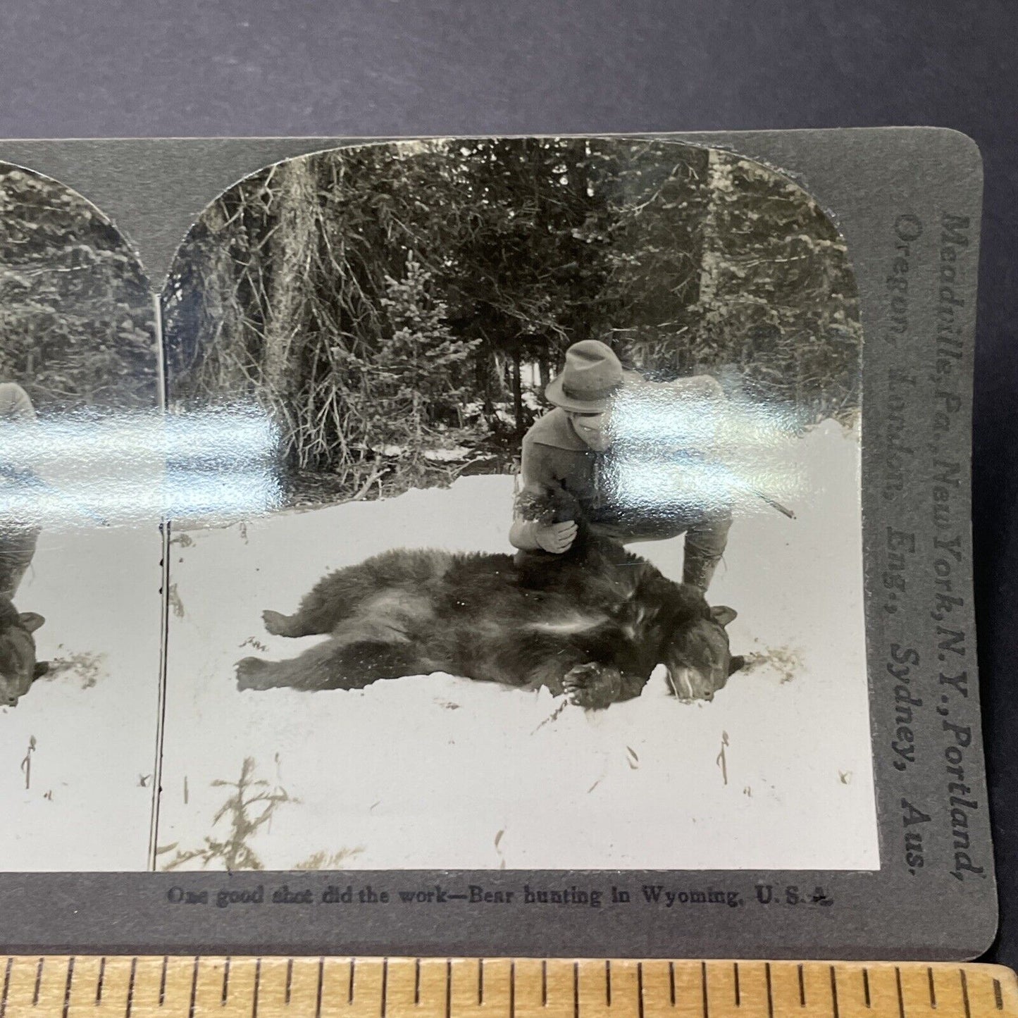 Antique 1913 Black Bear Killed Hunting In Wyoming Stereoview Photo Card P2316