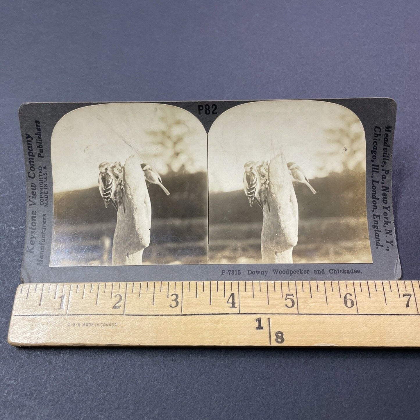 Antique 1904 Downy Woodpecker On A Post Stereoview Photo Card V3306