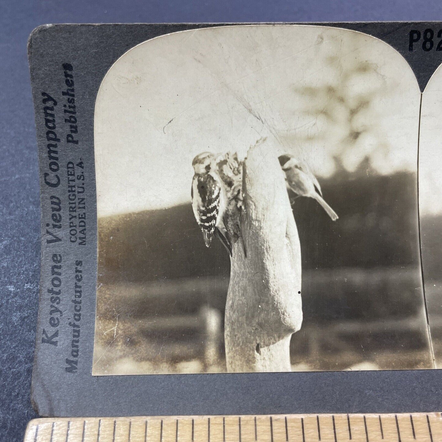 Antique 1904 Downy Woodpecker On A Post Stereoview Photo Card V3306