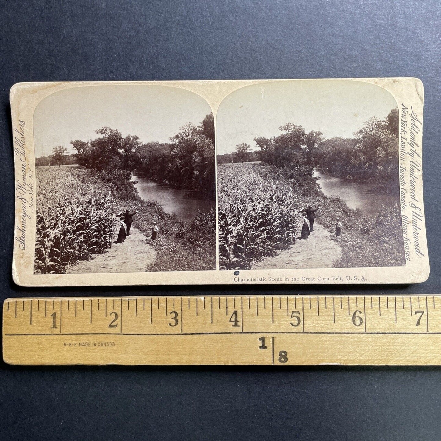 Antique 1890s Corn Field In Wisconsin Farmland Stereoview Photo Card P1556
