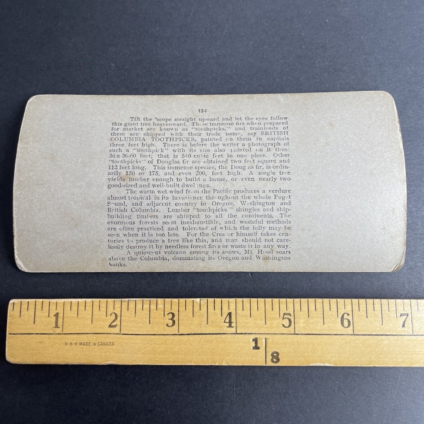 Antique 1903 The Last Giant Fir Tree Stands Oregon Stereoview Photo Card P1025