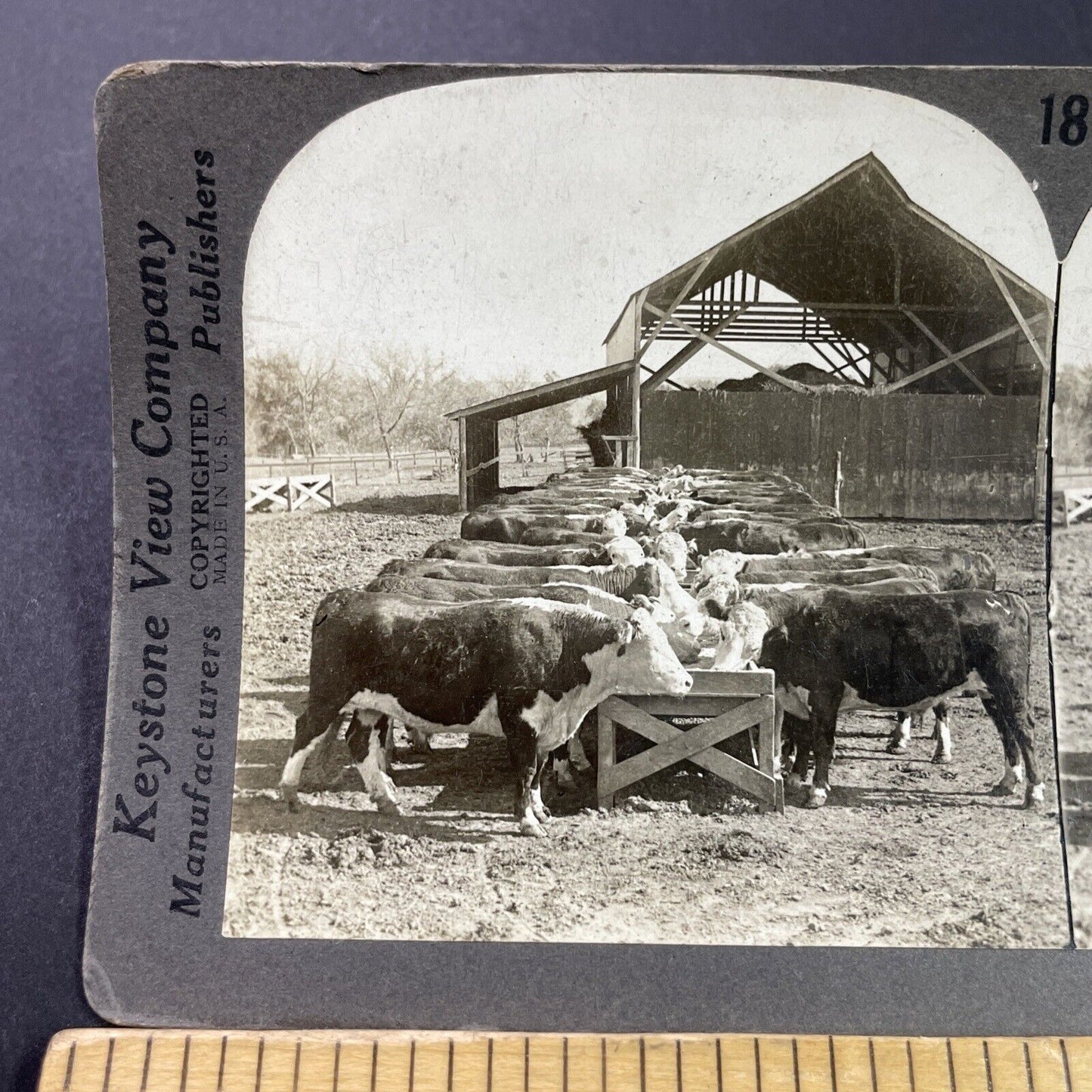 Antique 1920s Cattle At Feed Trough Manhattan Kansas Stereoview Photo Card P3677