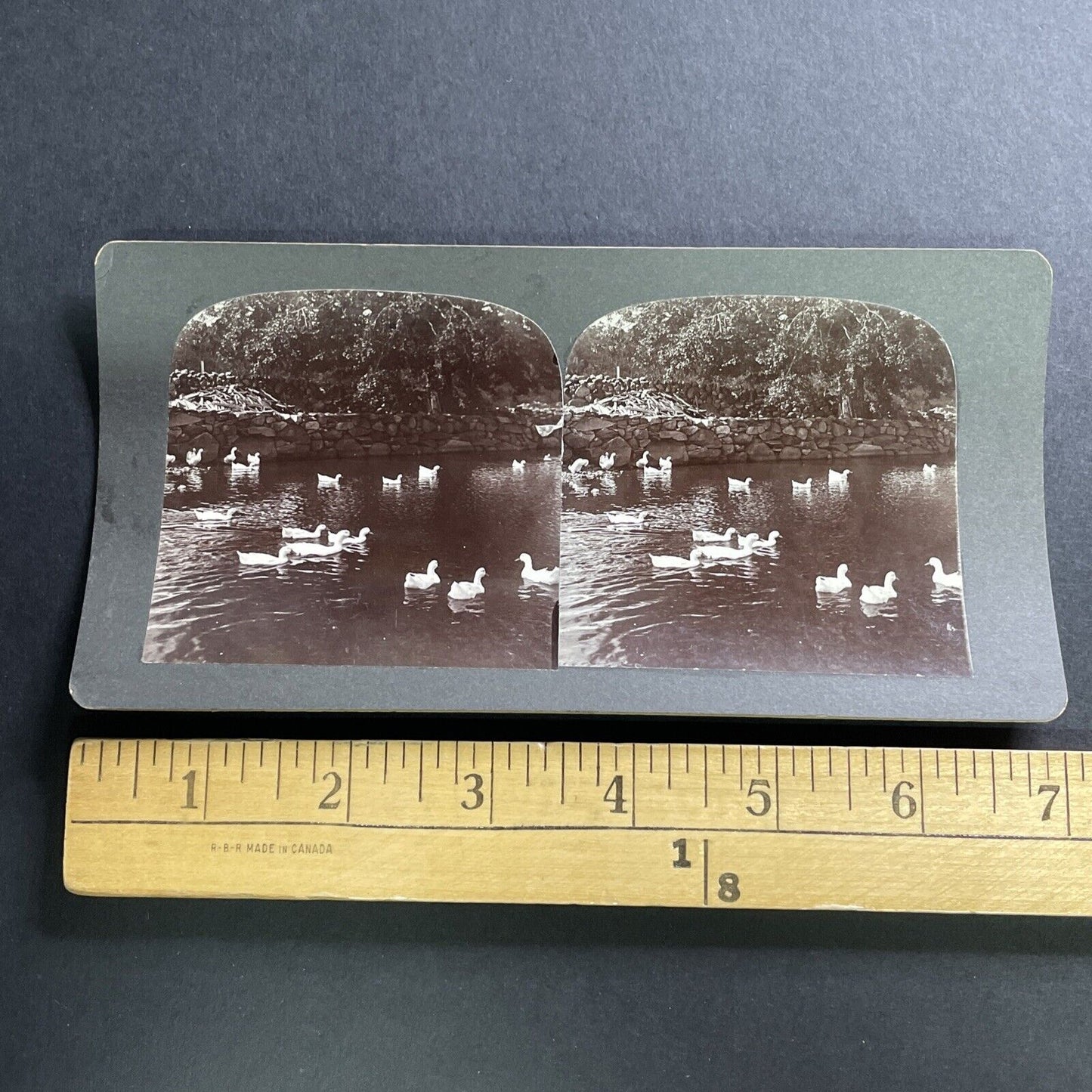 Antique 1890s Snow Geese In Weston Massachusetts Stereoview Photo Card P1564