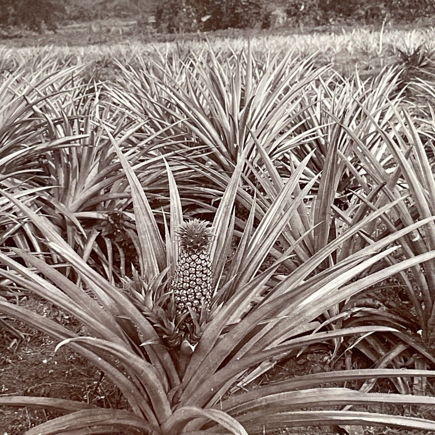 Pineapple Plantation In Jamaica Stereoview CH Graves Antique c1898 X3175