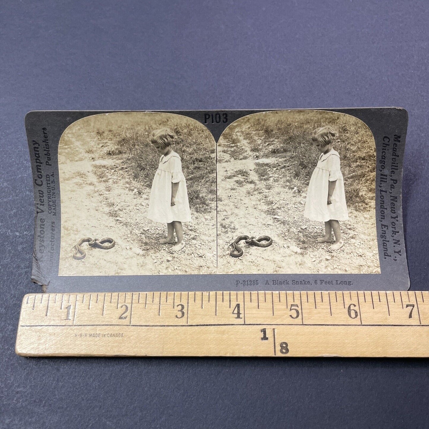 Antique 1909 Rat Snake Prepares To Bite Girl Stereoview Photo Card V3316