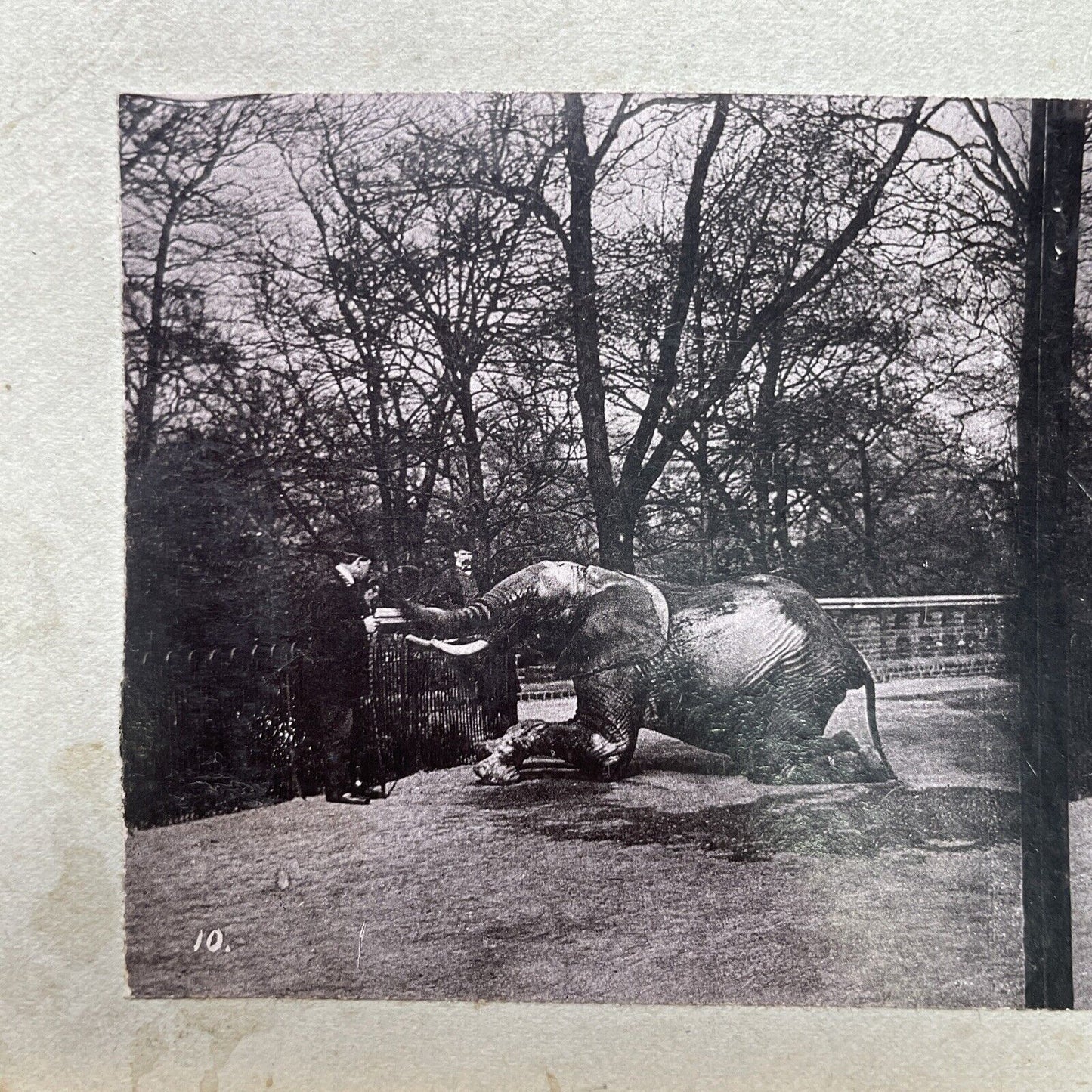 Antique 1880s Circus Tamer & Elephant At London Zoo Stereoview Photo Card P1681