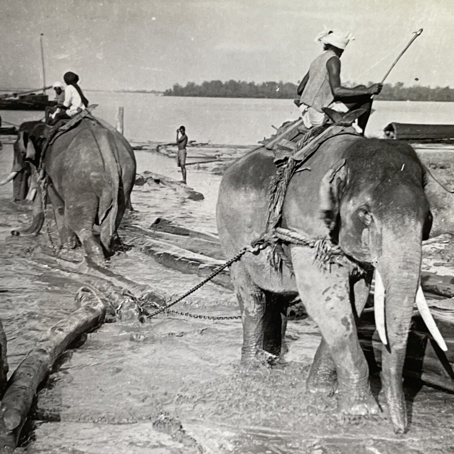 Antique 1918 Elephants Used For Logging Mawlamyine Stereoview Photo Card P1467