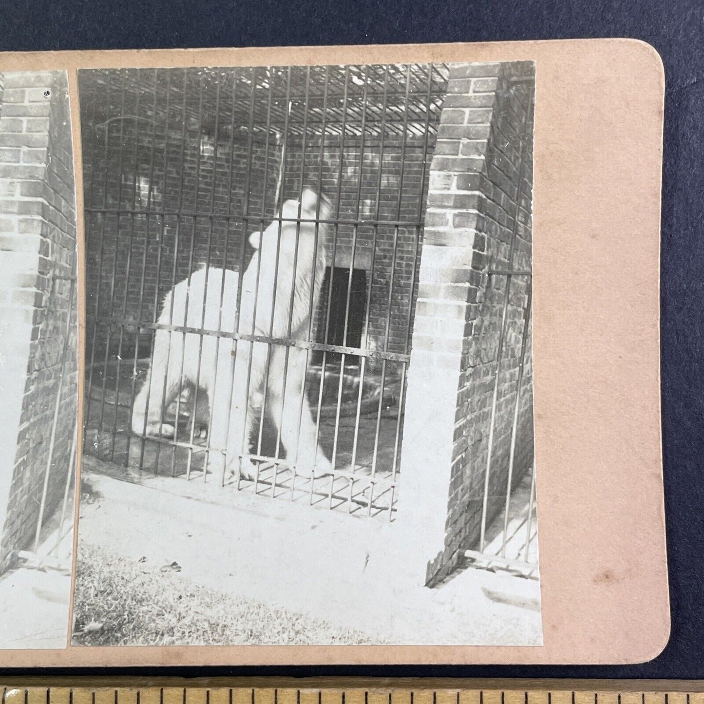 Buffalo Zoo Polar Bear Den Stereoview New York OOAK Antique c1908 Y2719