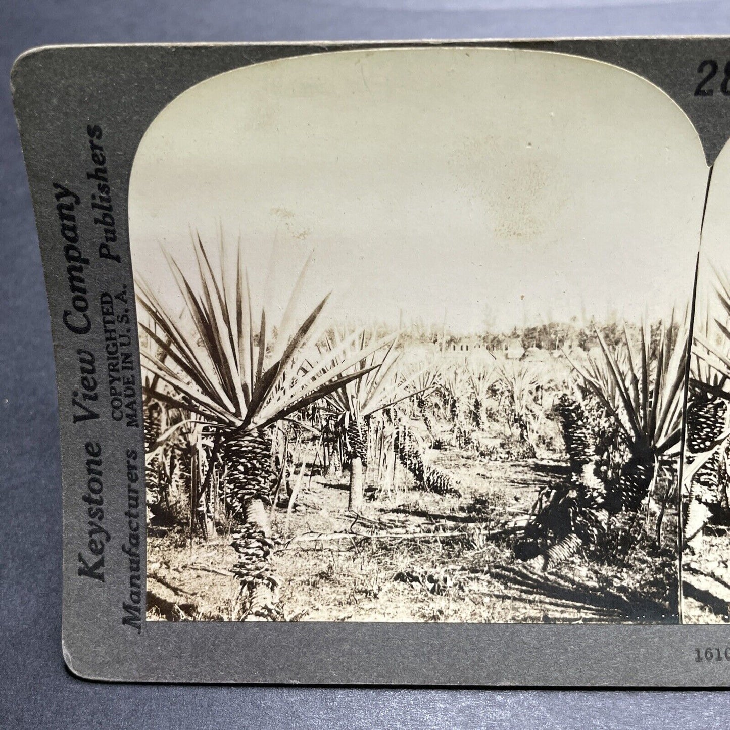 Antique 1903 Agave Farm In Yucatan Mexico Stereoview Photo Card P1211