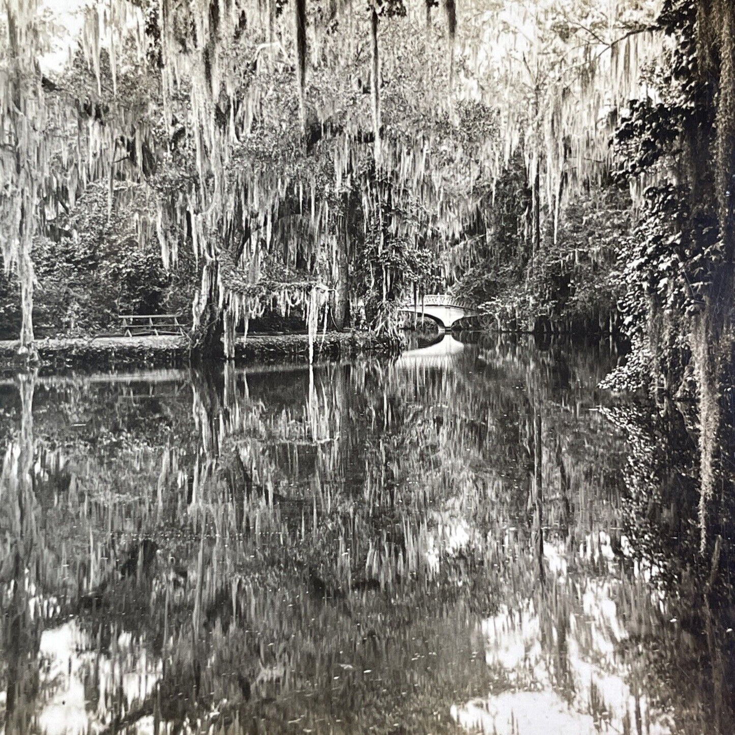 Magnolia Gardens Charleston South Carolina Stereoview Antique c1910s Y1161