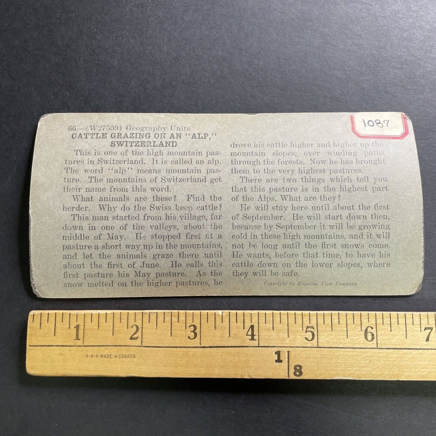 Antique 1909 Alpine Cattle Graze In Switzerland Stereoview Photo Card P1492