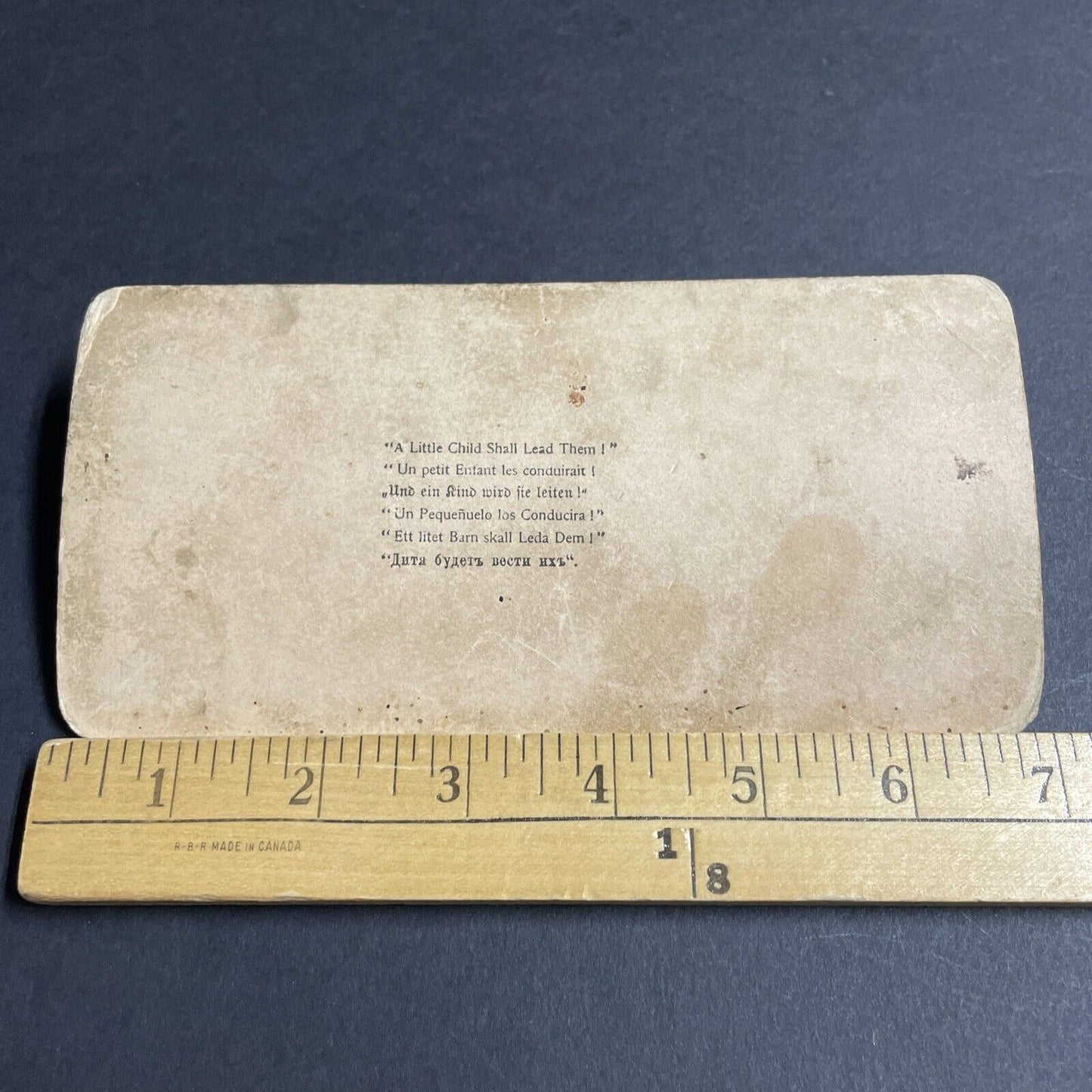 Antique 1894 Little Girl And Large Bull Cow Cattle Stereoview Photo Card P4708