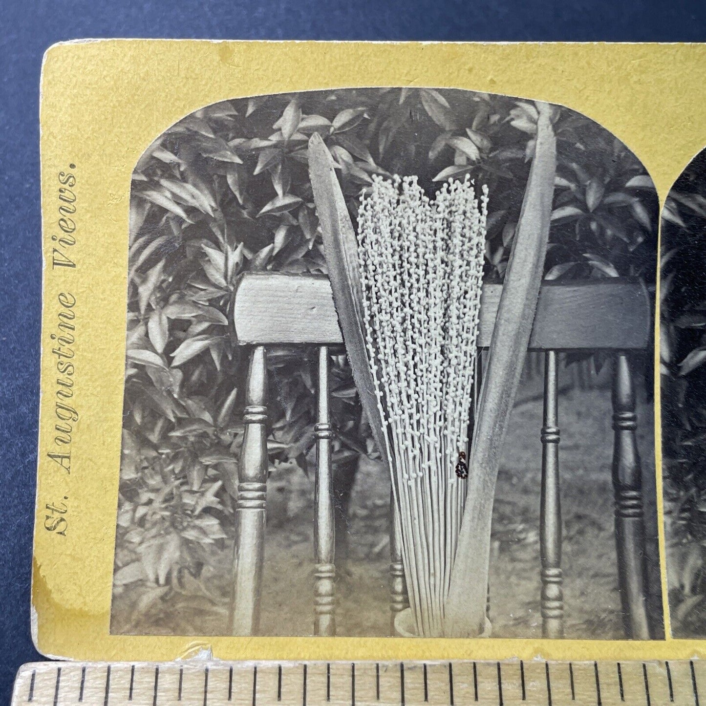 Antique 1870s Date Palm Blossom St. Augustine FL Stereoview Photo Card P3392
