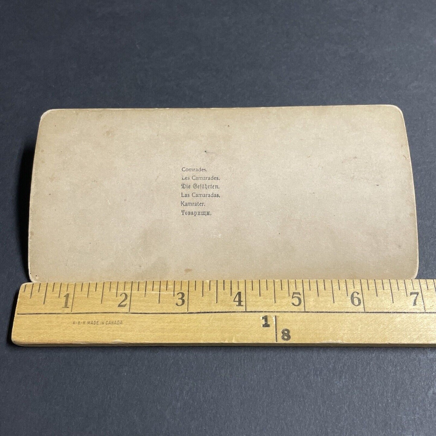 Antique 1894 Little Girl With Two Prize Donkeys Stereoview Photo Card P4317