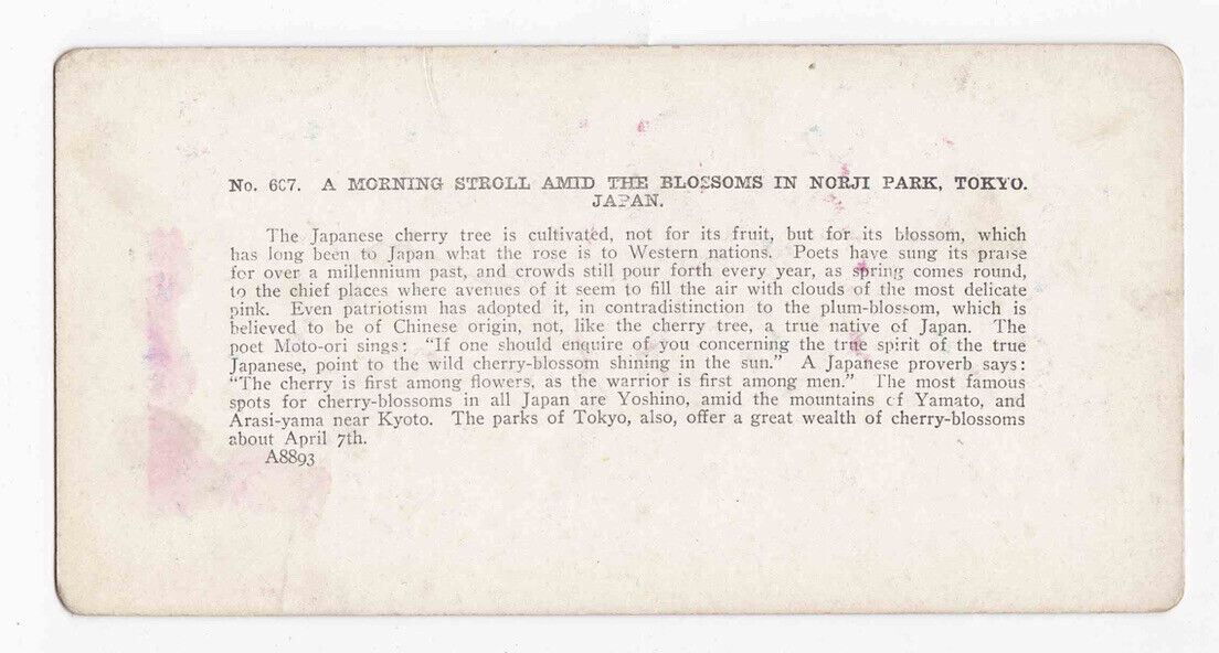 Antique 1904 Women Amidst The Blossoms In A Park, Tokyo, Japan Stereo Card P286