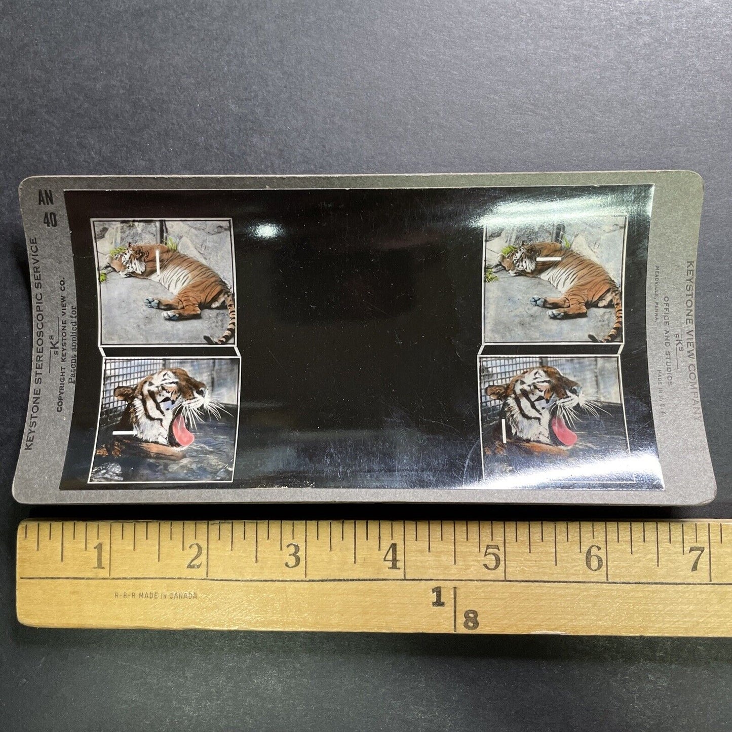 Antique 1920s Eye Training Slide (Bengal Tiger) Stereoview Photo Card P1280