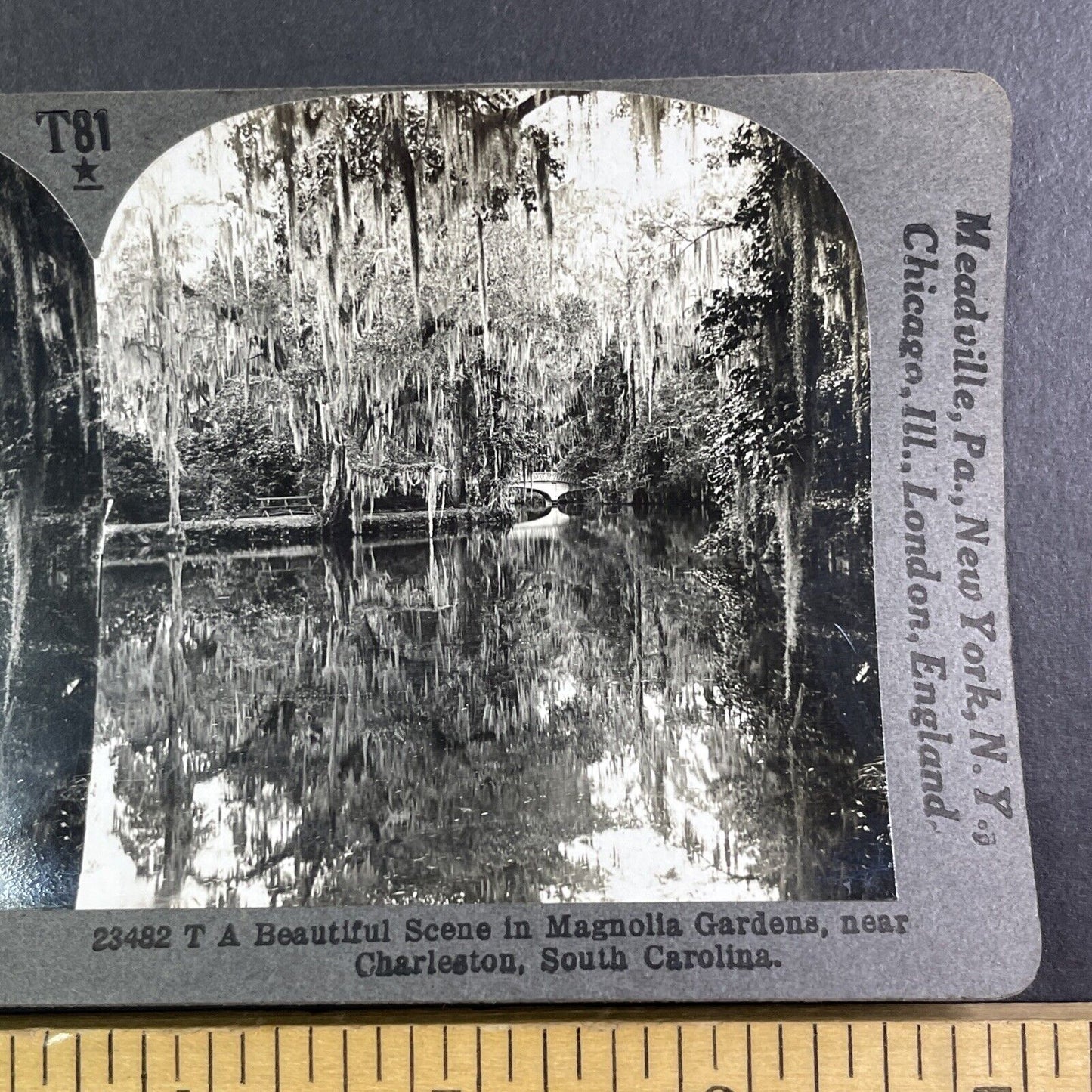 Magnolia Gardens in Charleston South Carolina Stereoview Antique c1910 Y1177