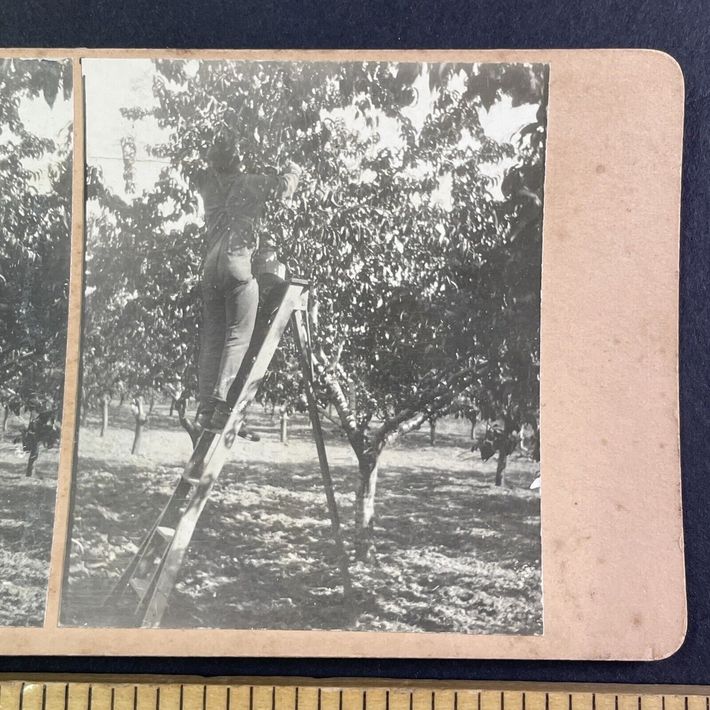 Cherry Orchard in Niagara Ontario Canada Stereoview OOAK Antique c1913 Y2731