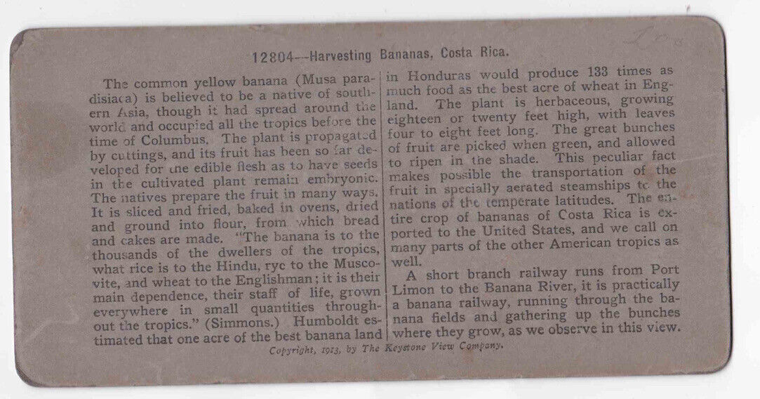 Antique 1902 Afro-Costa Ricans Harvesting Bananas In Costa Rica Photo Card P090