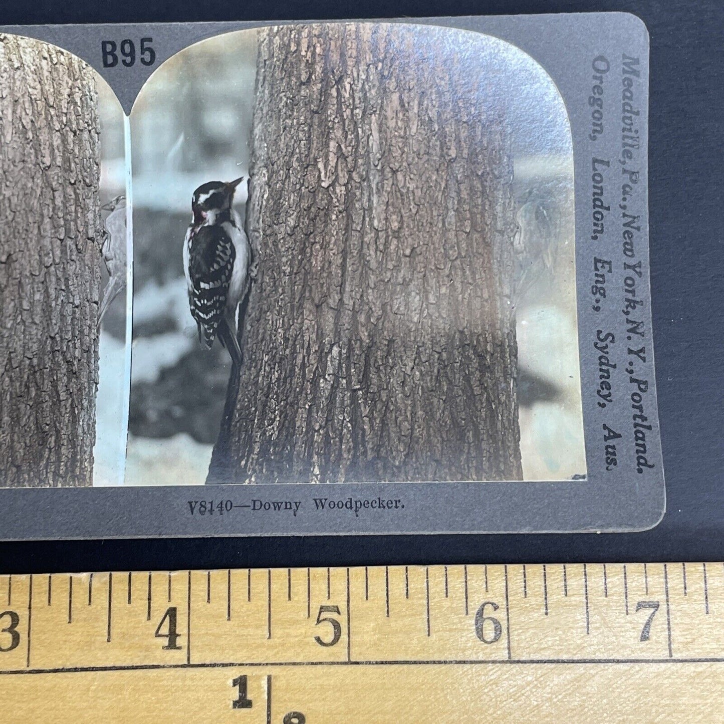 Antique 1908 Downy Woodpecker Eating Bugs In A Tree Stereoview Photo Card PC786