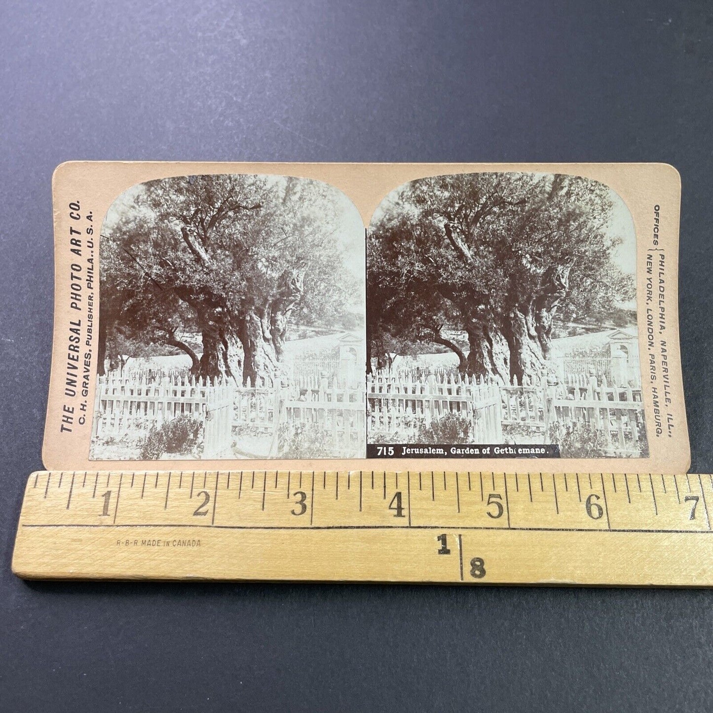 Antique 1890s Ancient Olive Tree Jerusalem Israel Stereoview Photo Card P3894