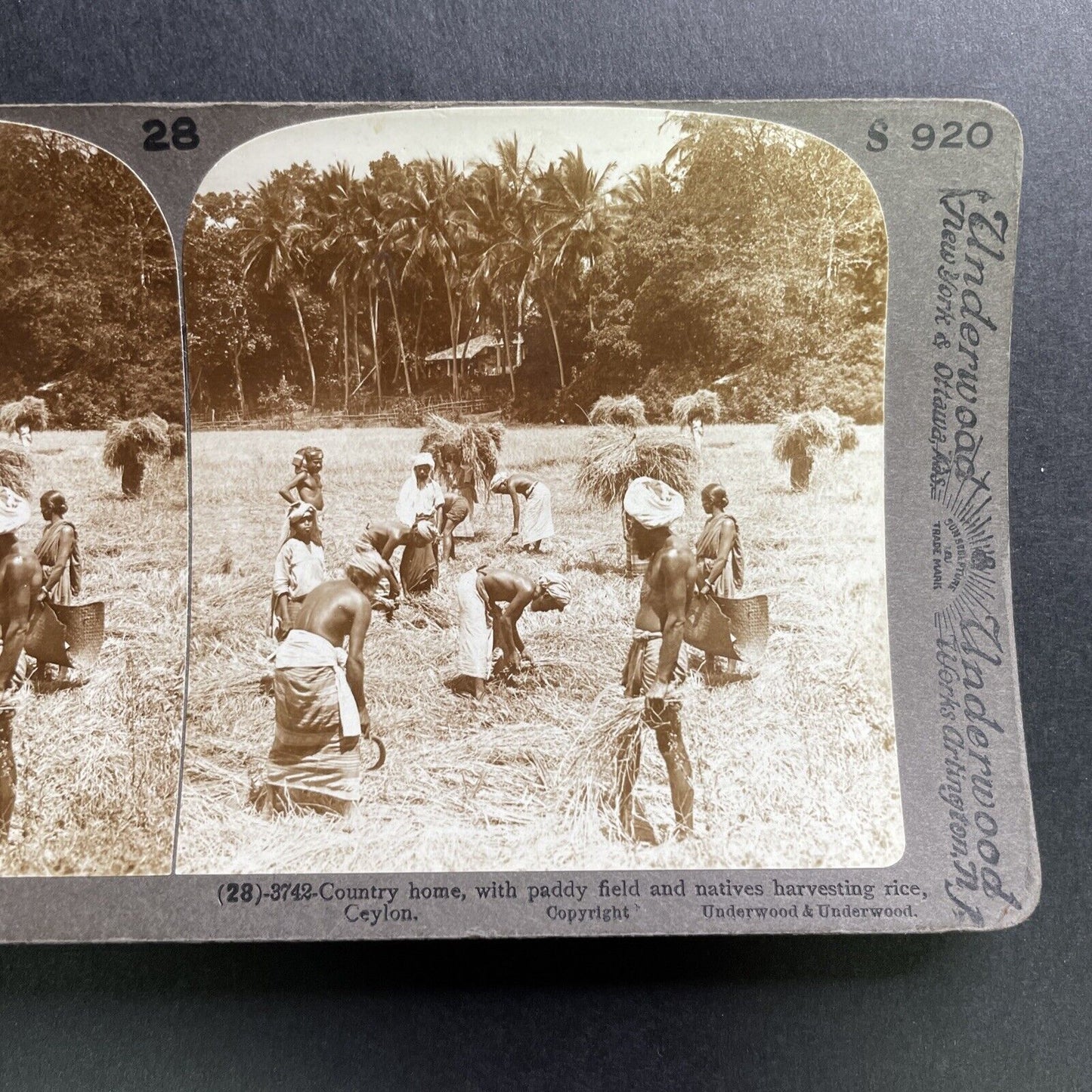 Antique 1905 Rice Farming In Sri Lanka Stereoview Photo Card P1754