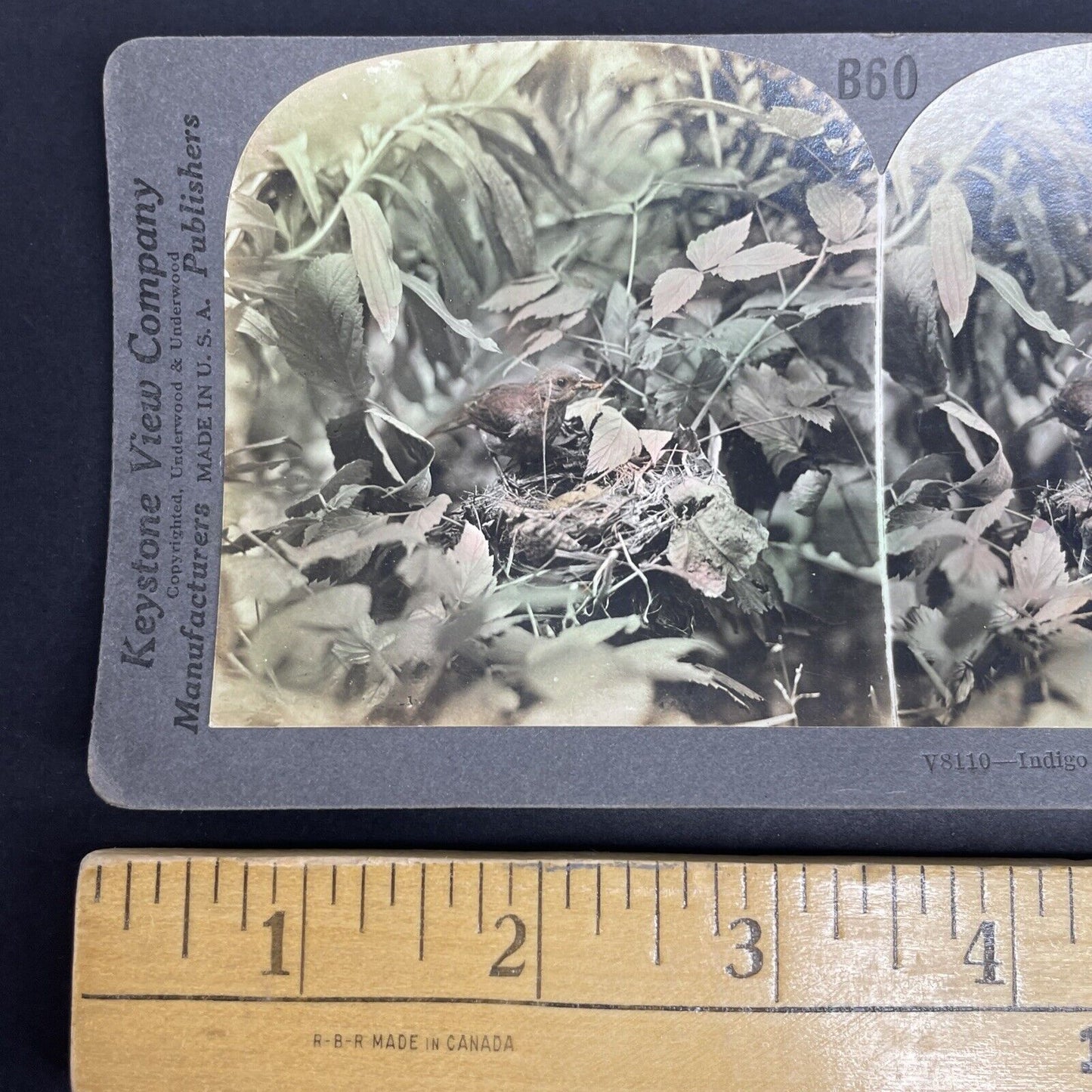 Antique 1908 Indigo Bird In It's Hidden Nest Stereoview Photo Card PC797