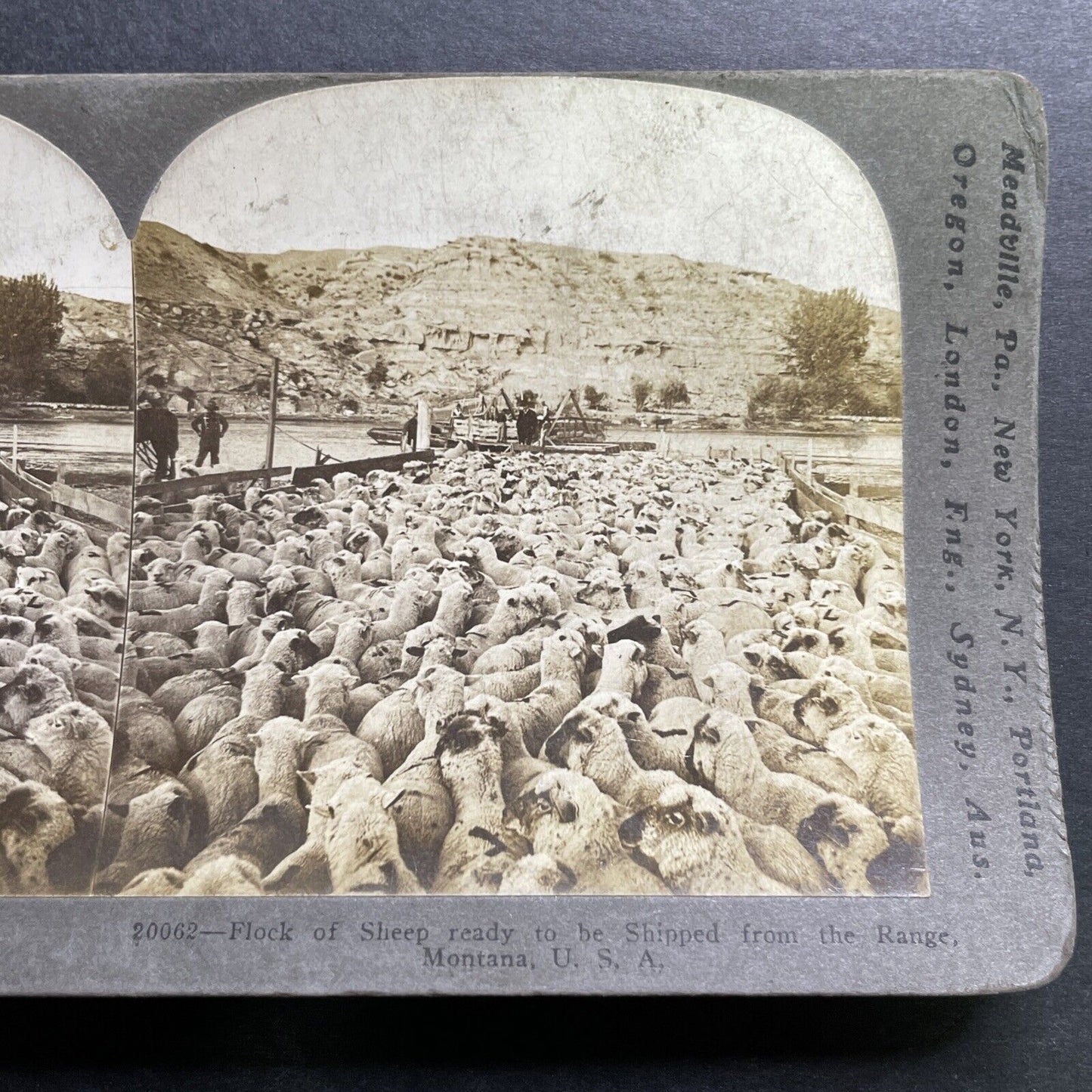 Antique 1905 Cowboys Herd Sheep In Montana Stereoview Photo Card P1270