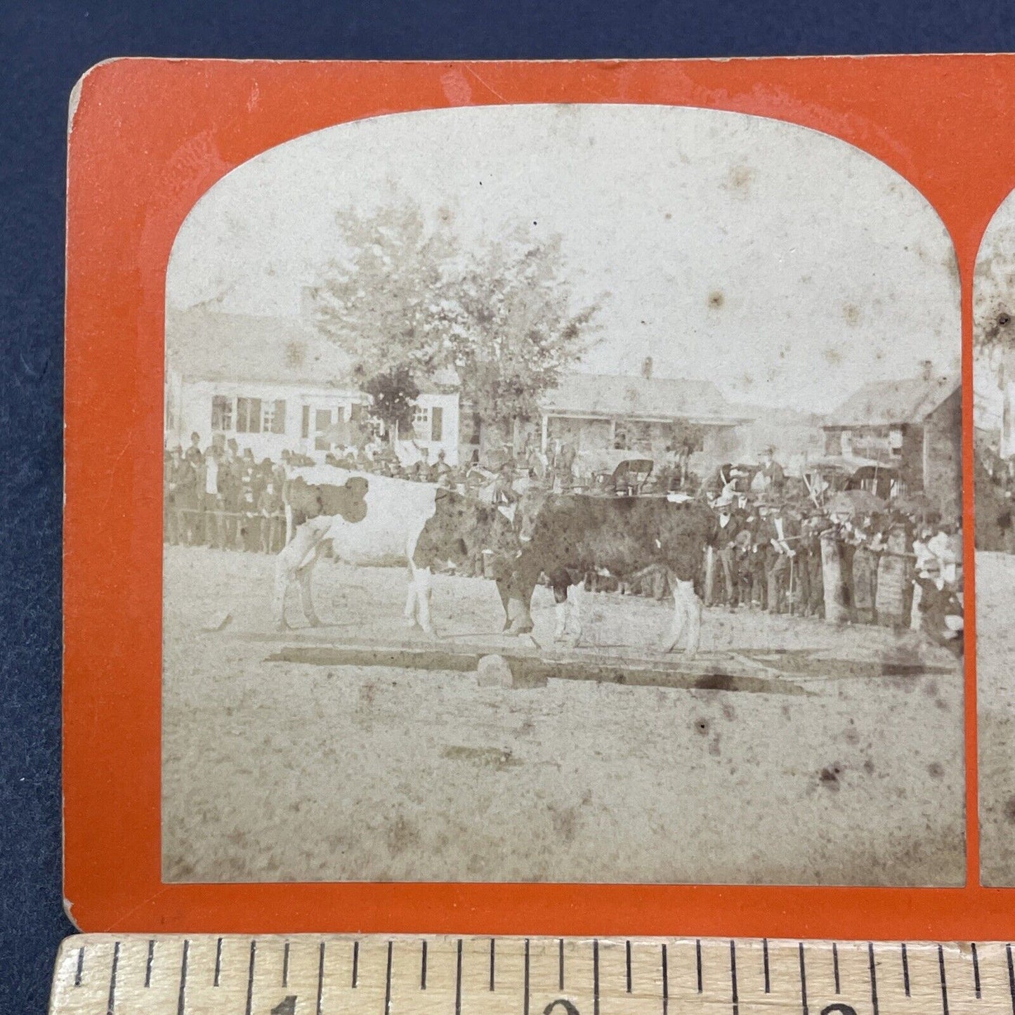 Antique 1878 'Cow Balancing' Marlow Town Fair NH Stereoview Photo Card V2100