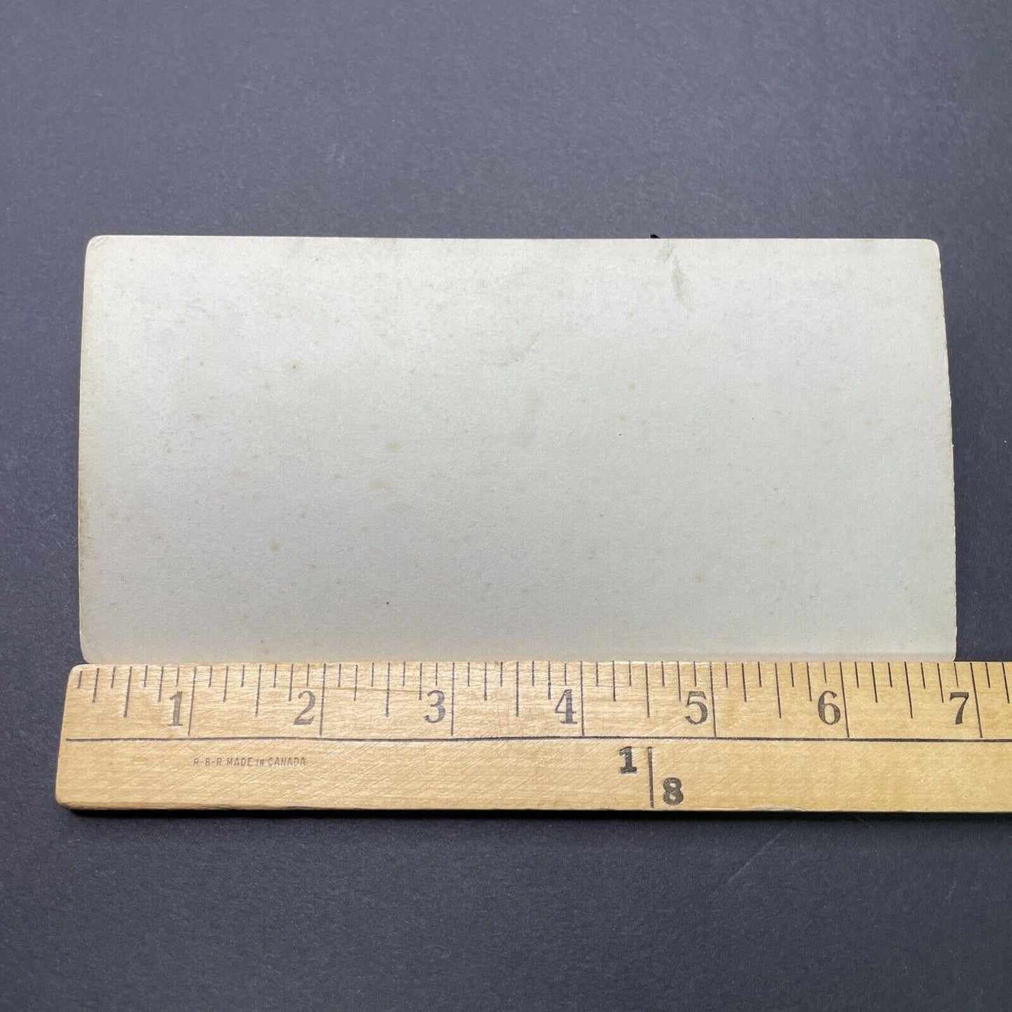 Antique 1880s Hartebeest At The London Zoo Stereoview Photo Card P1681