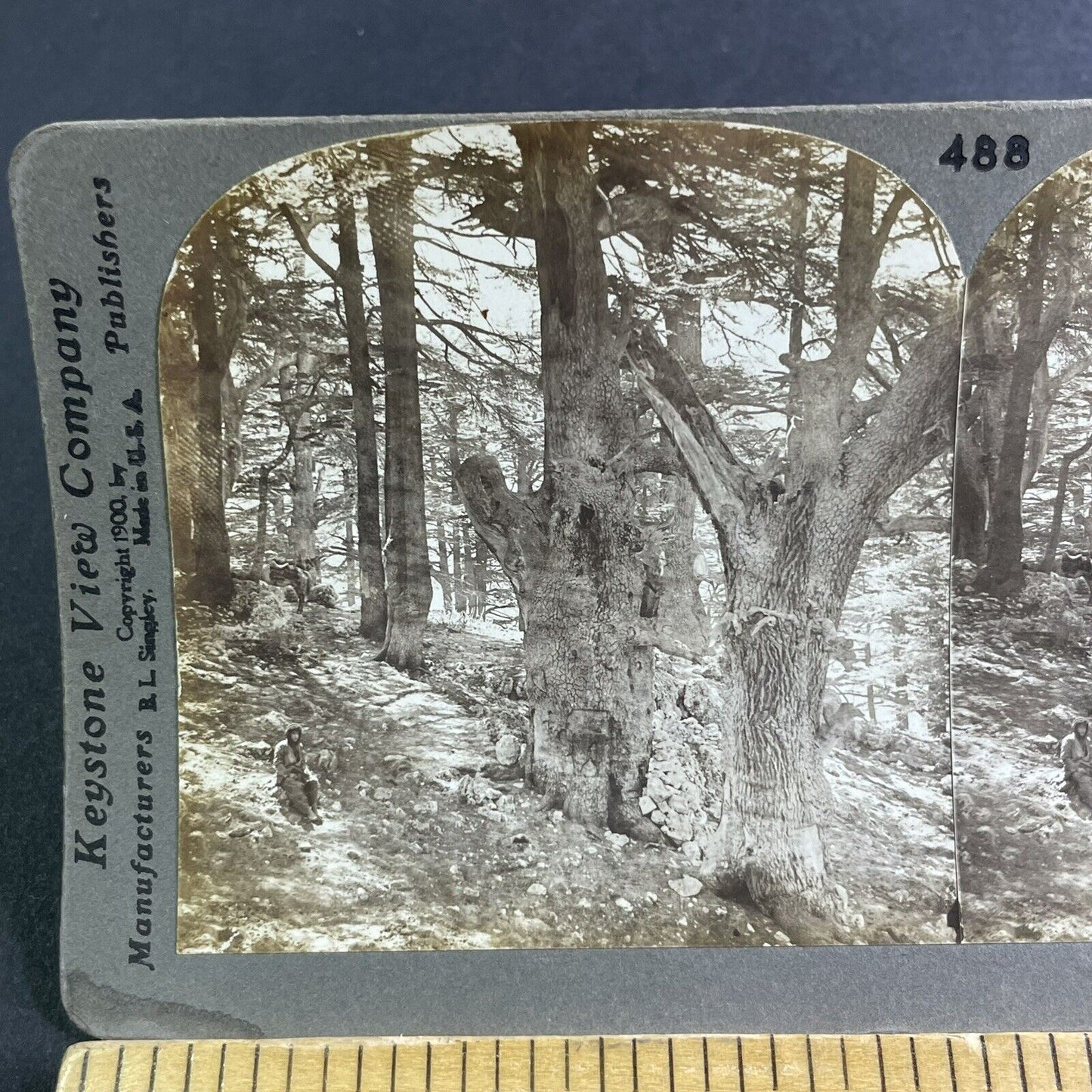 Antique 1900 Giant Cedar Trees Near Beirut Lebanon Stereoview Photo Card P2225