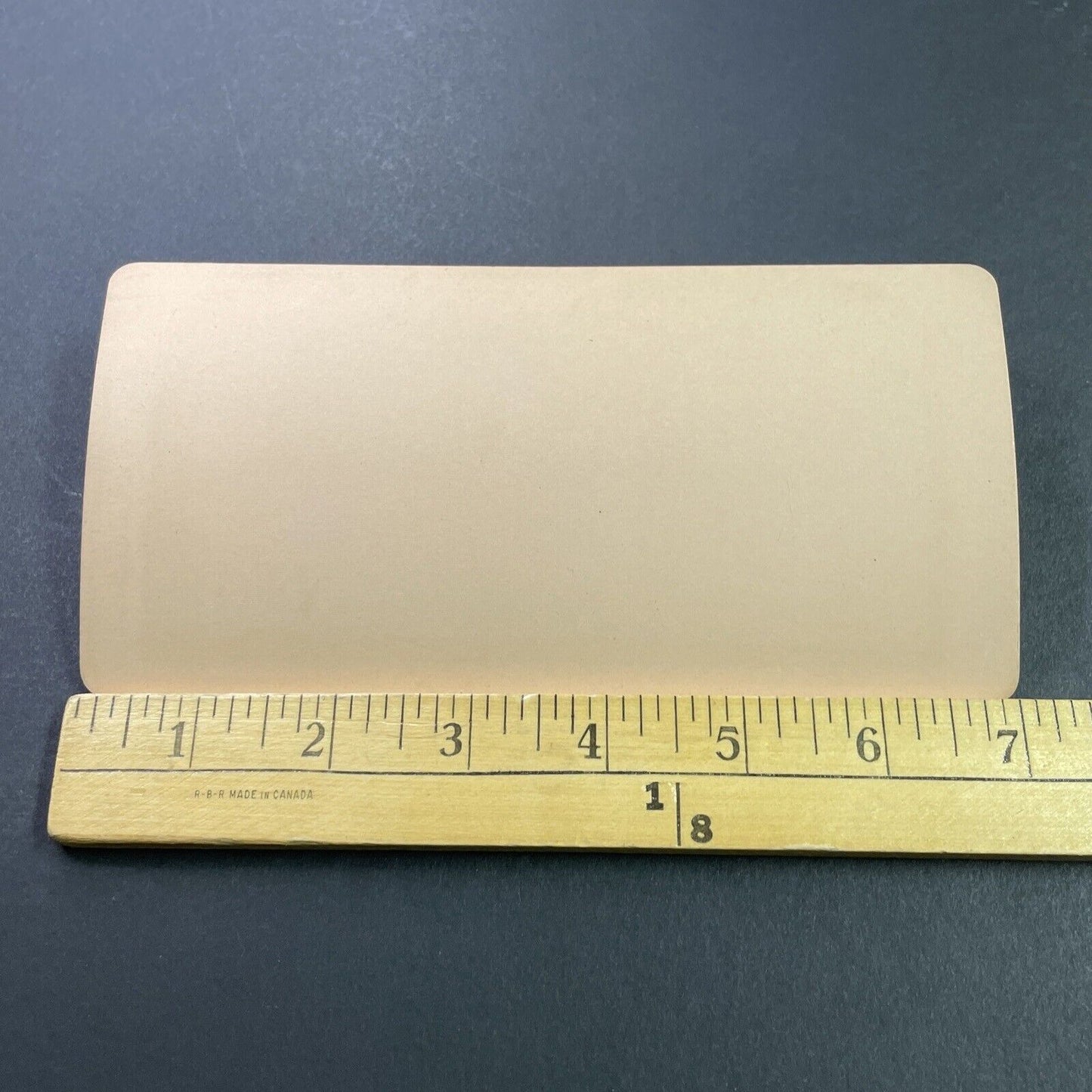 Antique 1899 Stuffed Exotic Animals Taxidermy Quebec Stereoview Photo Card P3952