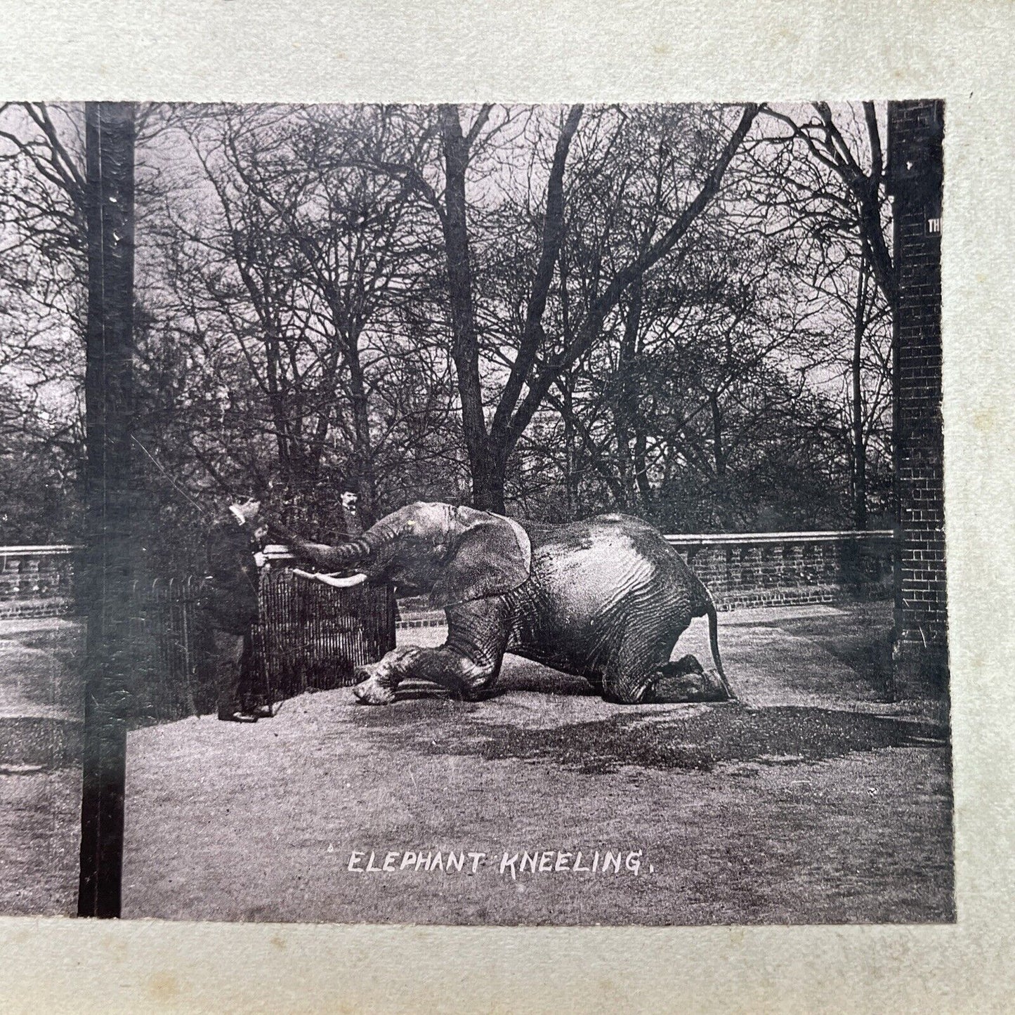 Antique 1880s Circus Tamer & Elephant At London Zoo Stereoview Photo Card P1681