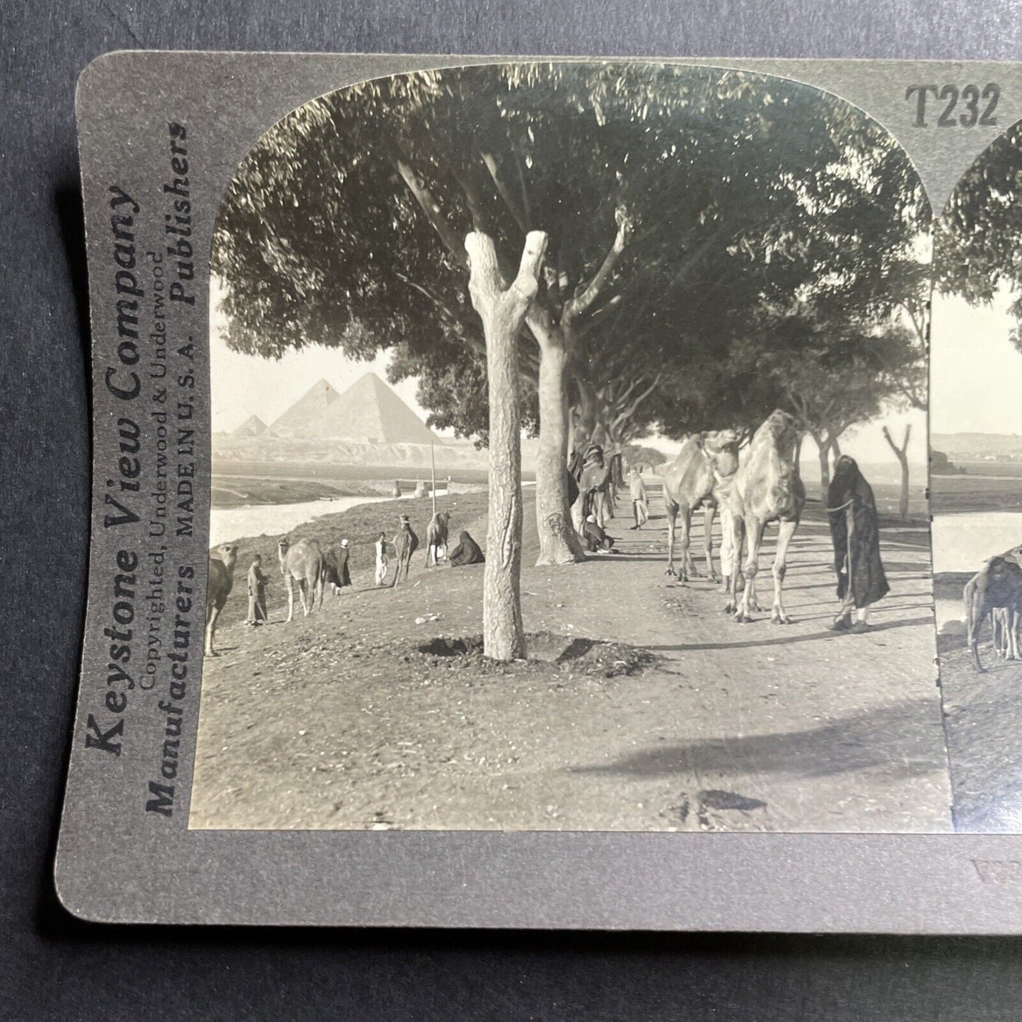 Antique 1901 The Road To The Pyramids In Egypt Camels Resting Photo Card P393
