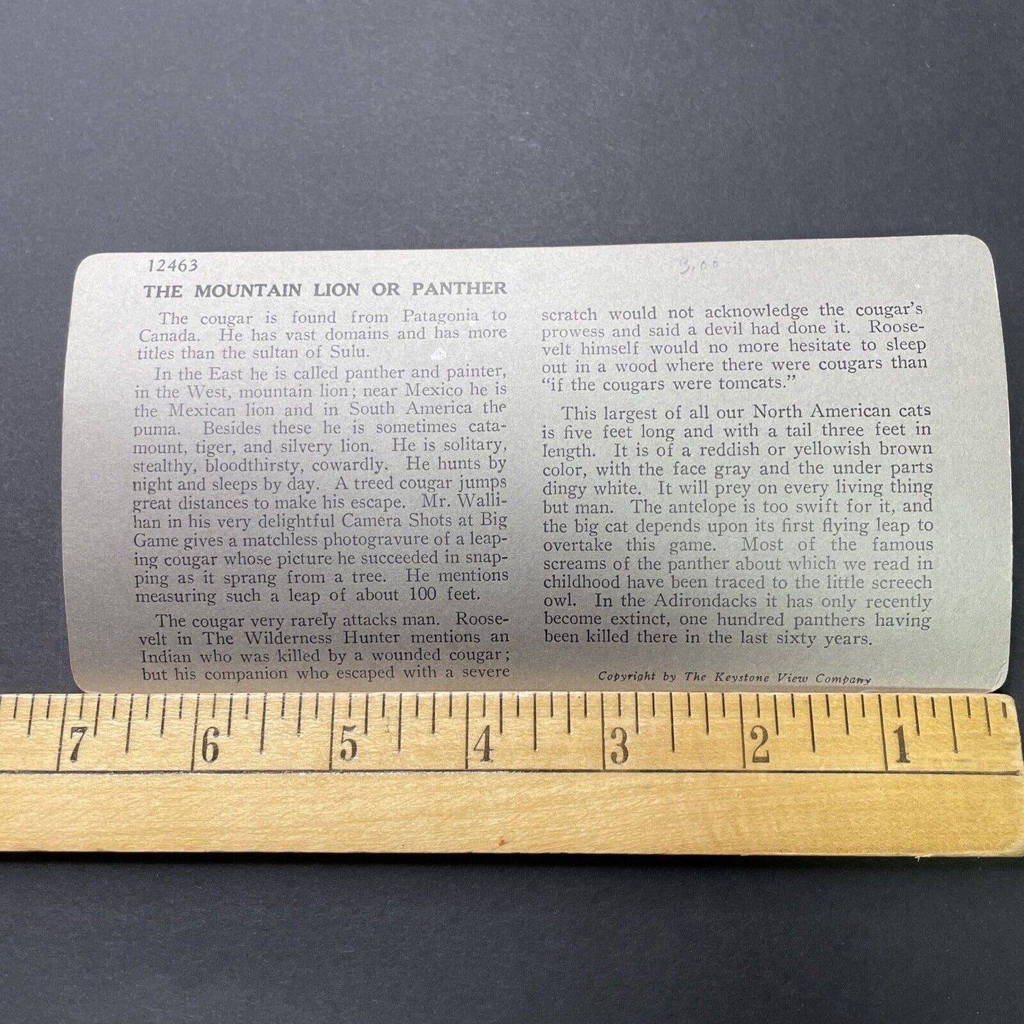 Antique 1913 Mountain Lion Hunting In Colorado Stereoview Photo Card P2318